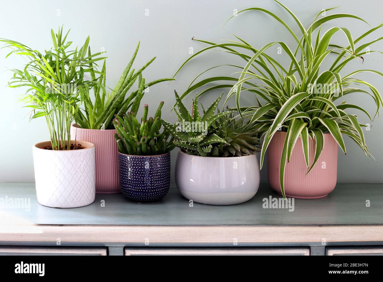 Home plants pots on green cabinet against pastel green colored wall. Home decor, home design.Stylish and modern Scandinavian room interior Stock Photo