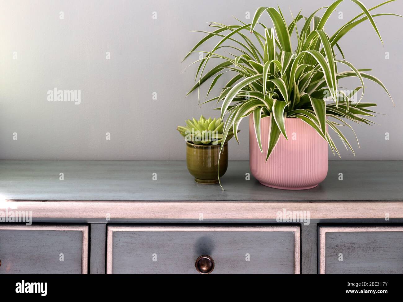 Home plants pots on green cabinet against pastel green colored wall. Home decor, home design.Stylish and modern Scandinavian room interior Stock Photo