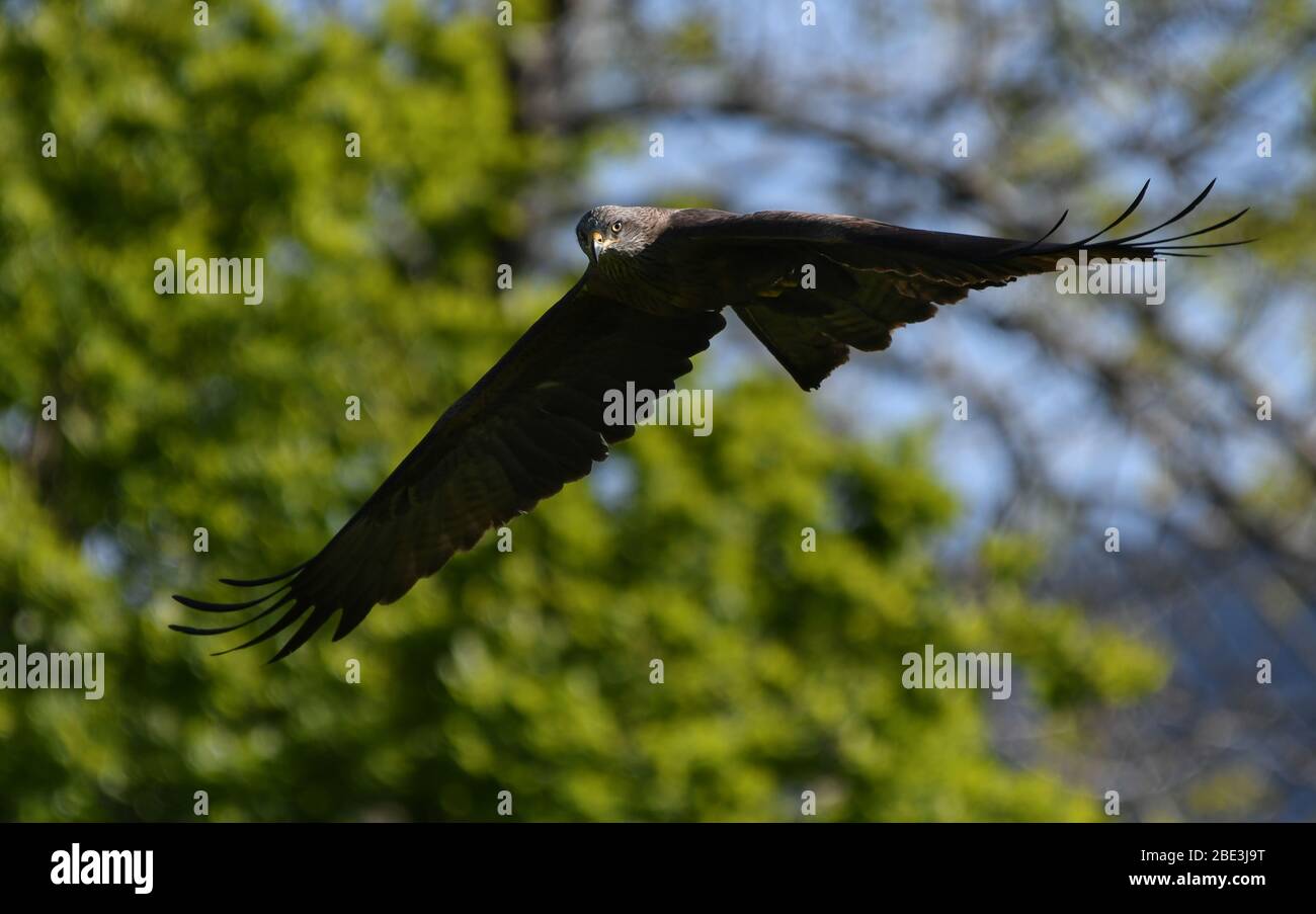 Black kite in flight Stock Photo - Alamy