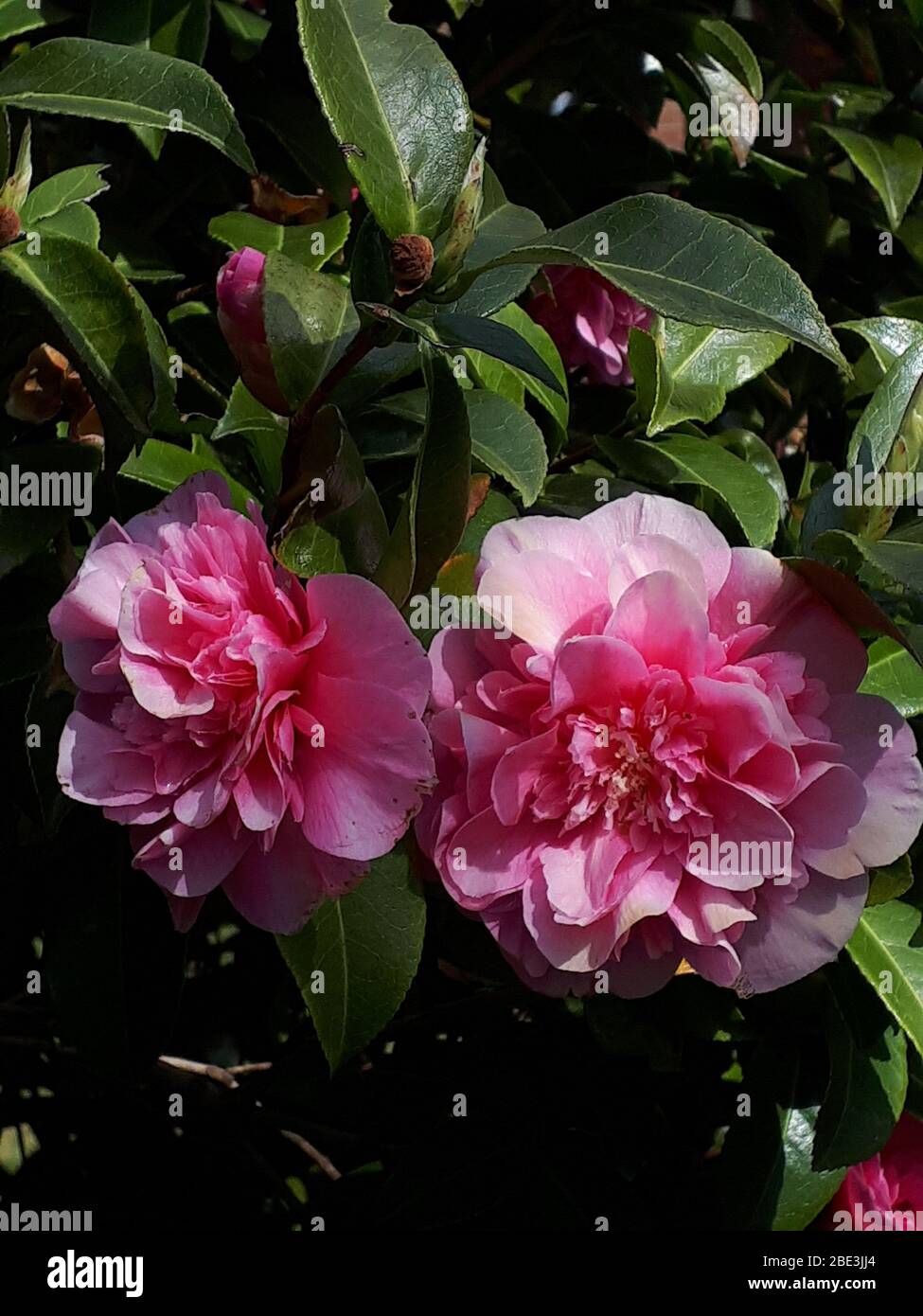 One Of The Early Showy Flowers Of Spring In Burnley Northern England Is The Camellia Japonica Or Japanese Rose It Is The State Flower Of Alabama Usa Stock Photo Alamy