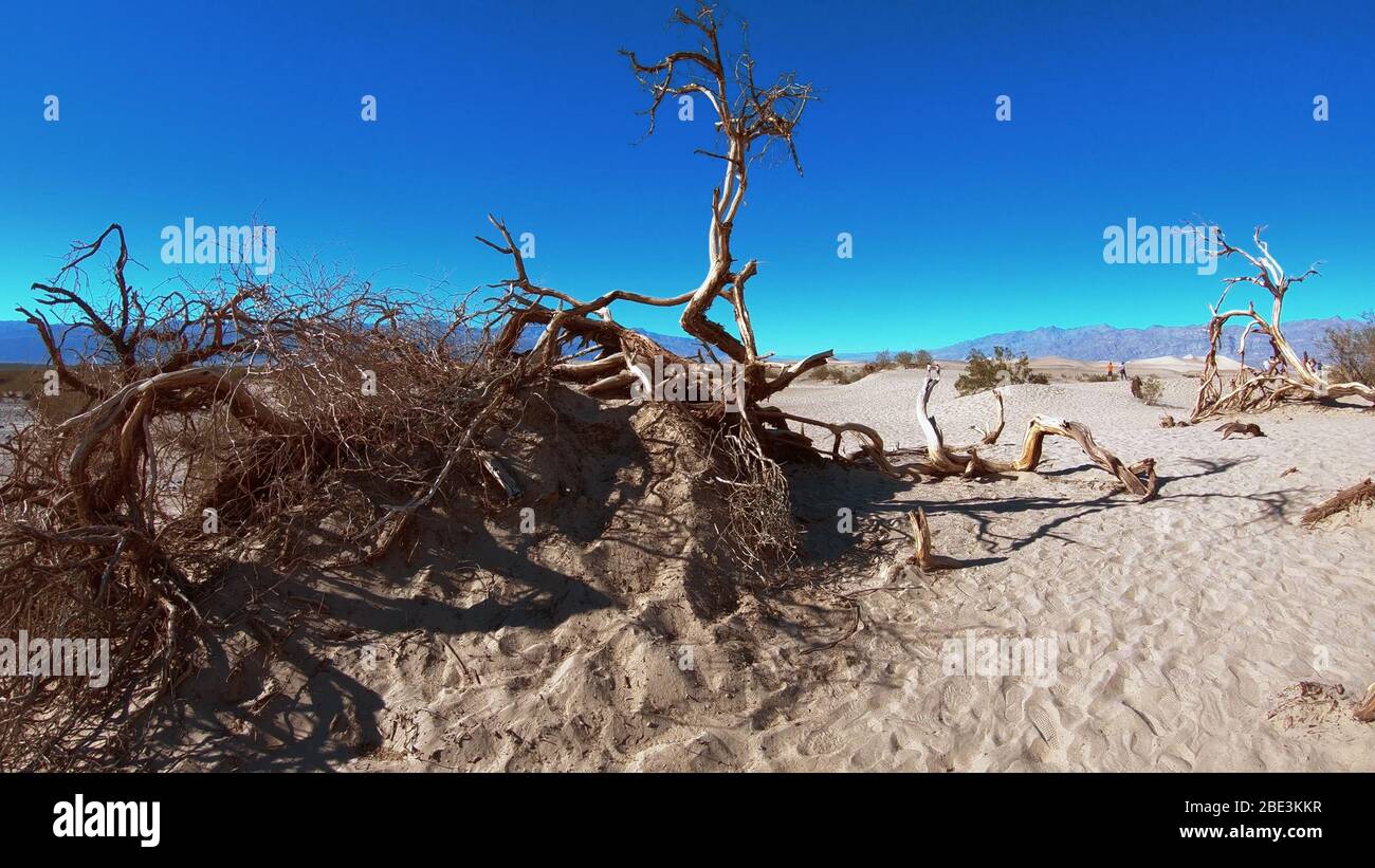 Dry lands death valley mesquite hi-res stock photography and images - Alamy