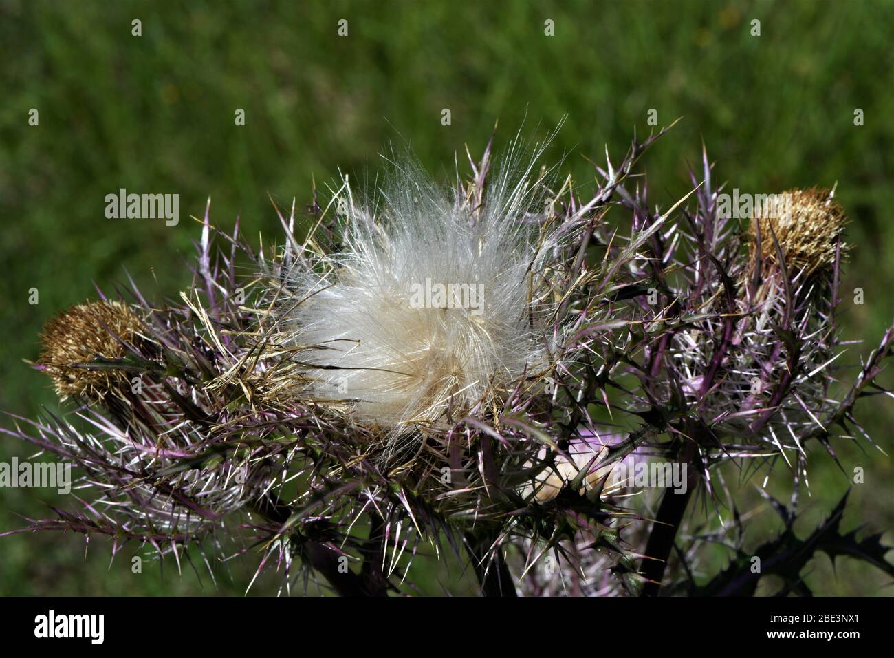 Bristle thistle going to seed. Stock Photo