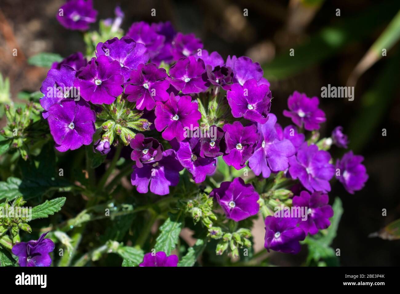 Purple flowers of Garden vervain (Endurascape Purple), Verbena hybrida Stock Photo