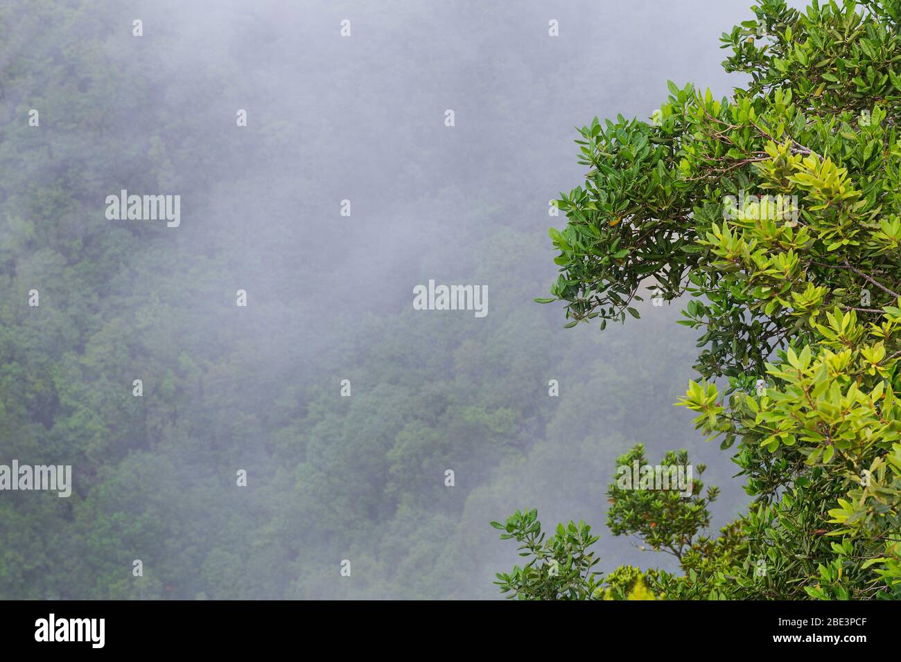 Bright green branches of the tree against the backdrop of wooded slopes of the mountains in the fog Stock Photo