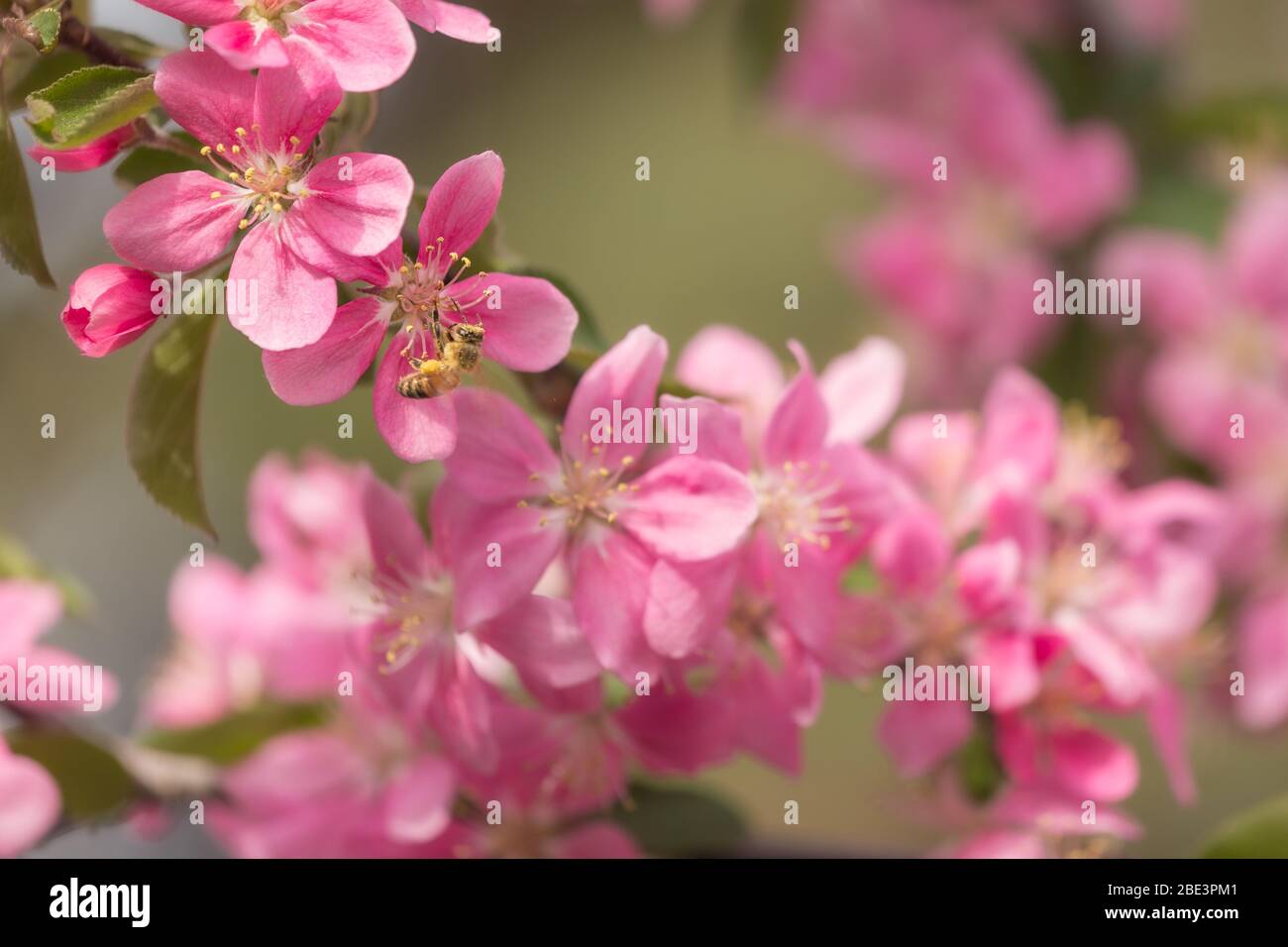 Branches of pink apple or crab apple blossoms Stock Photo