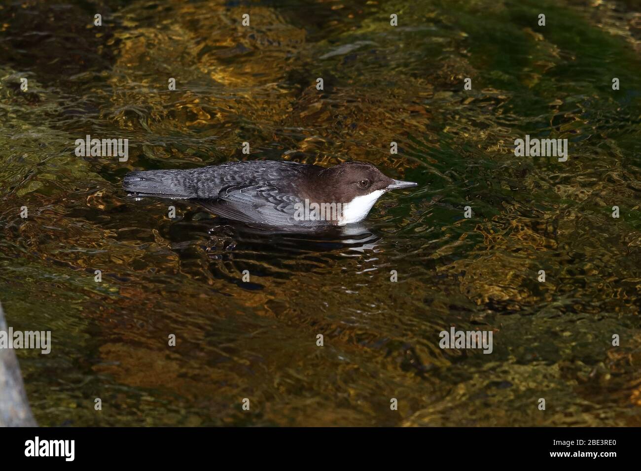 Dipper underwater hires stock photography and images Alamy