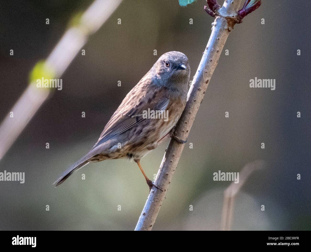 Dunnock (Prunella Modularis)  on a tree stem, West Lothian, Scotland. Stock Photo