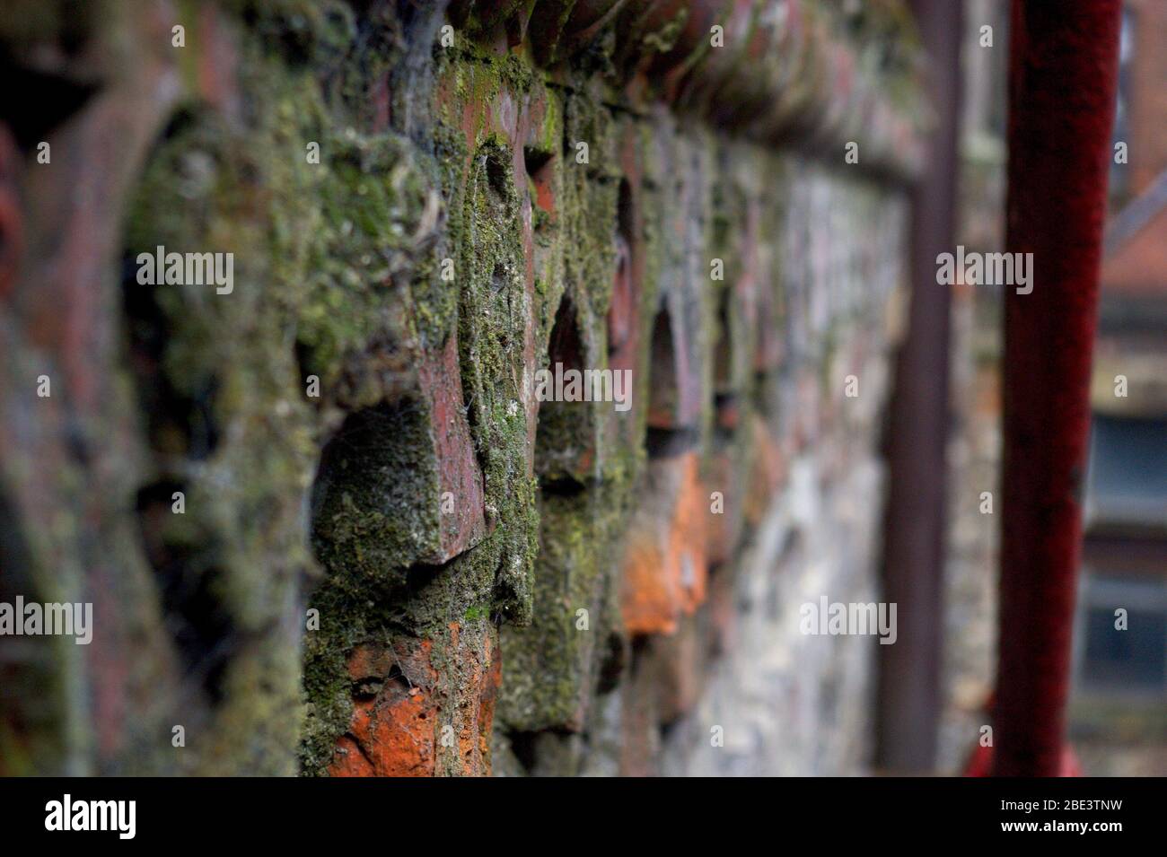 Moss growing on brickwork detail at Brunswick mill in the Ancoats