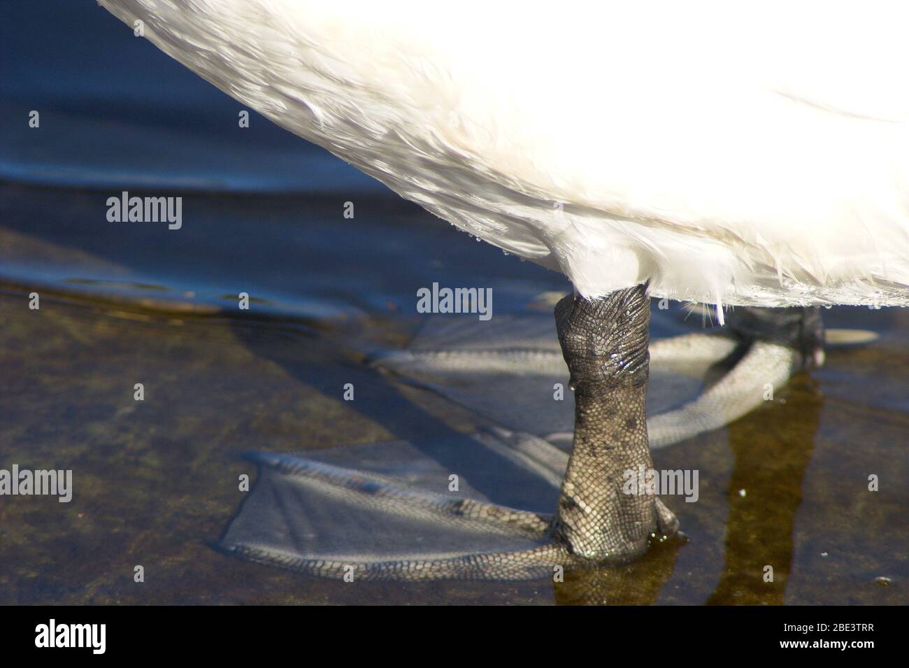 Drawings Of Swans Feet