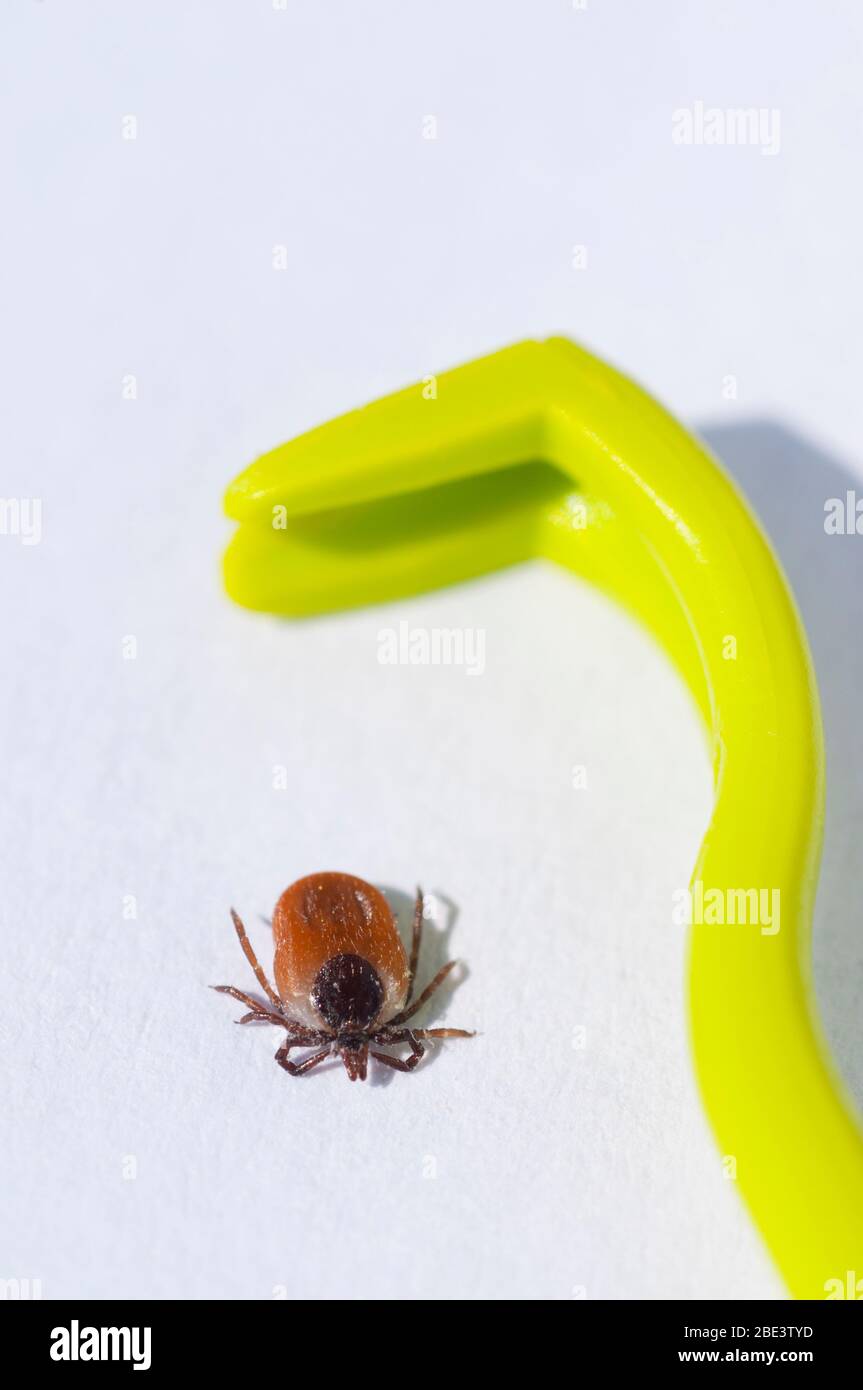 France, Loiret (45), tick female (Ixodes ricinus) and tick extractor, widespread specie in France, vector of Lyme borreliosis disease transmission Stock Photo