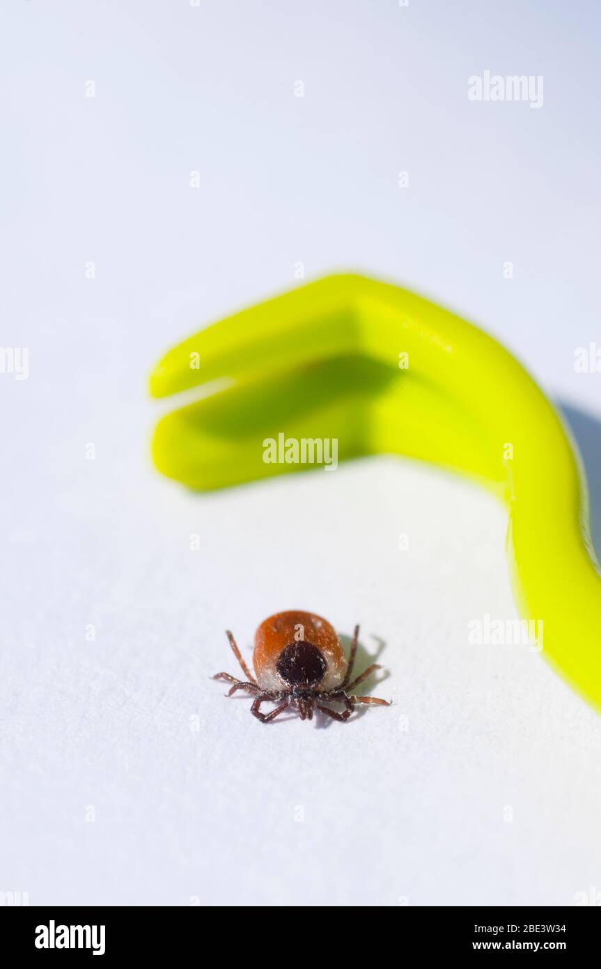 France, Loiret (45), tick female (Ixodes ricinus) and tick extractor, widespread specie in France, vector of Lyme borreliosis disease transmission Stock Photo