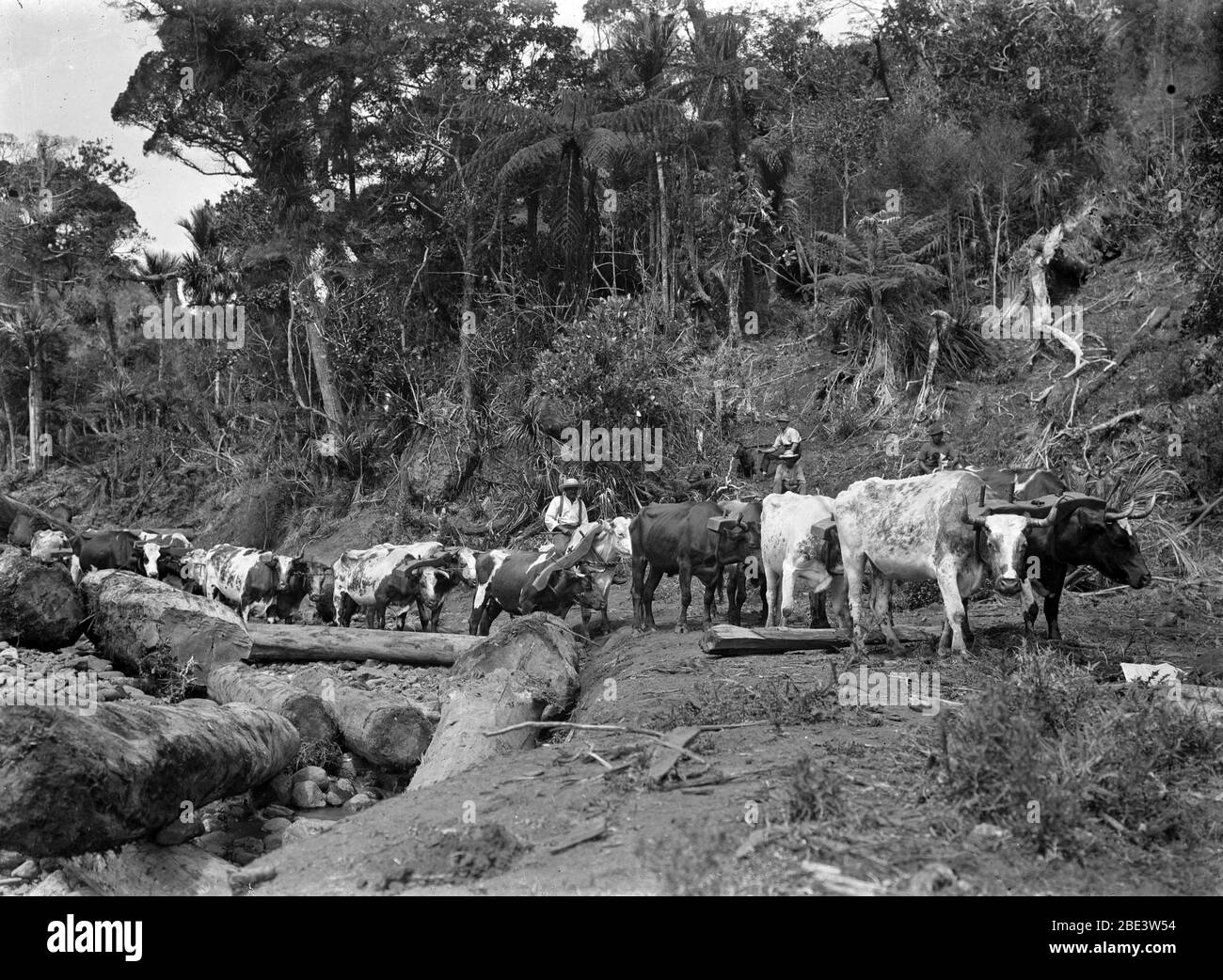 A bullock team removing logs of the kauri tree in a stand of native bush near Piha in the North Island of New Zealand, circa 1915, by photographer Albert Percy Godber Stock Photo