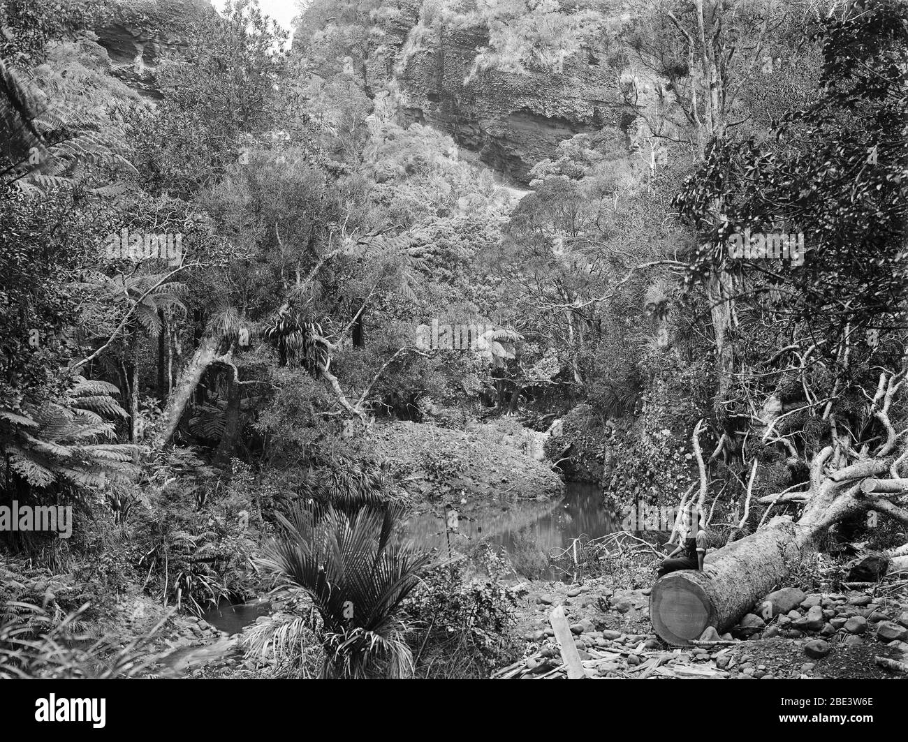 A man surveys the native bush after the removal of a kauri tree near Anawhata in the North Island of New Zealand, circa 1915, by photographer Albert Percy Godber Stock Photo