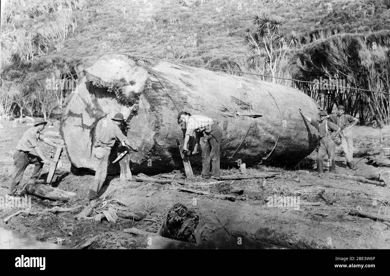 Men use a timber jack to shift a Kauri log near Piha in the North Island of New Zealand, circa 1915, by photographer Albert Percy Godber Stock Photo