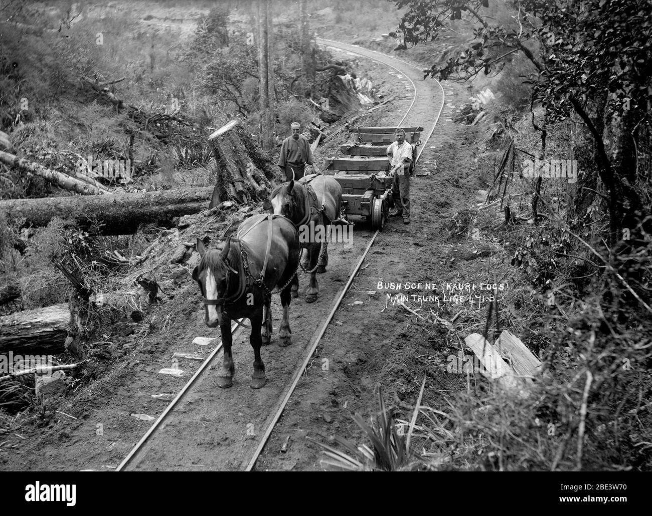 Horses tow an empty wagon used for hauling Kauri logs on a bush railway track in the North Island of New Zealand, circa 1915, by photographer Albert Percy Godber Stock Photo
