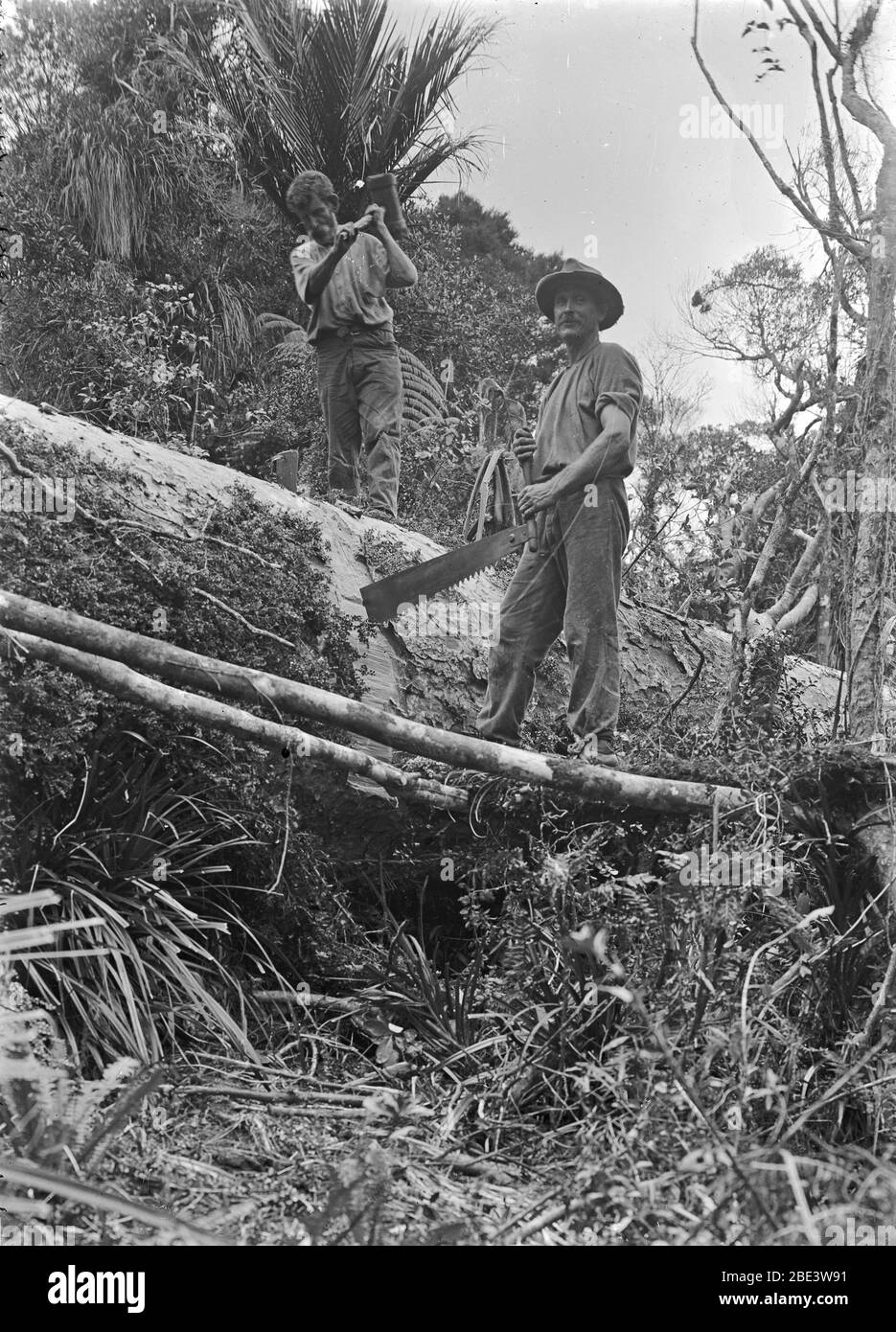 Men use a crosscut saw to shorten a fallen kauri tree in a stand of native bush near Piha in the North Island of New Zealand, circa 1915, by photographer Albert Percy Godber Stock Photo