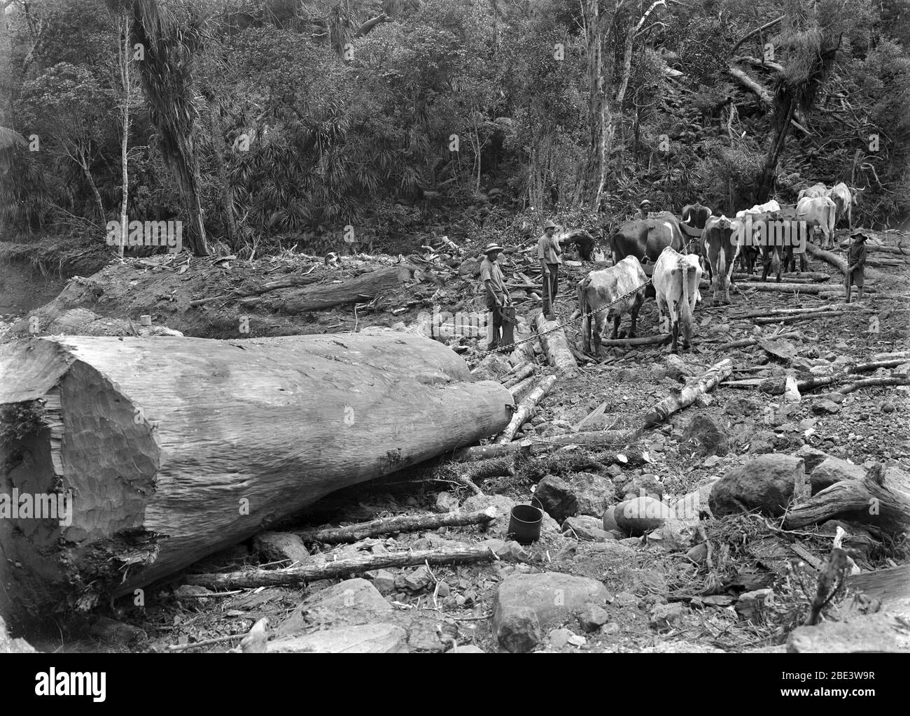 A bullock team removing logs of the kauri tree in a stand of native bush near Piha in the North Island of New Zealand, circa 1915, by photographer Albert Percy Godber Stock Photo