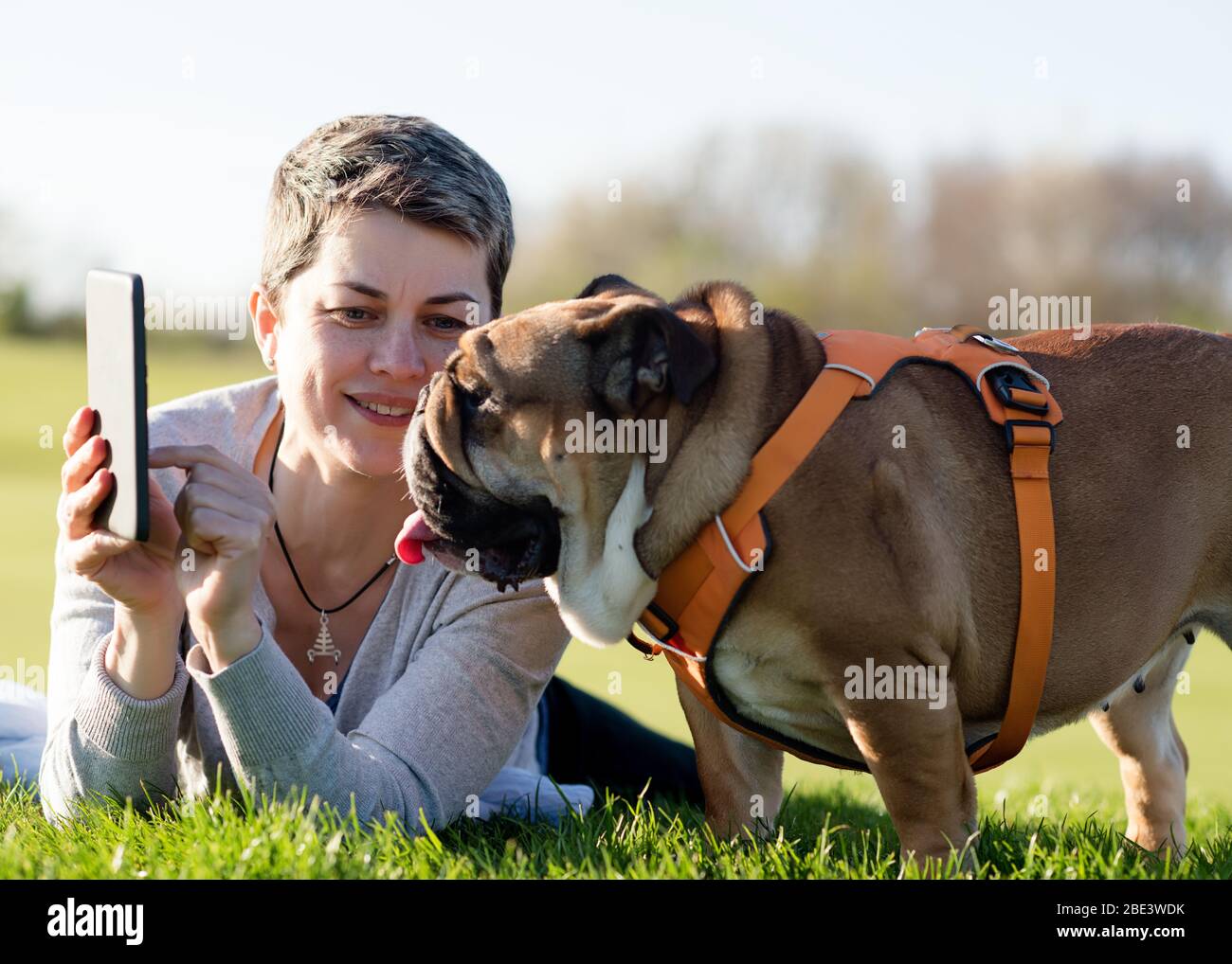 Woman in grey top showing something  to a dog / english bulldog in a ebook,  lying and resting on meadow / green grass on sunny spring warm day in par Stock Photo