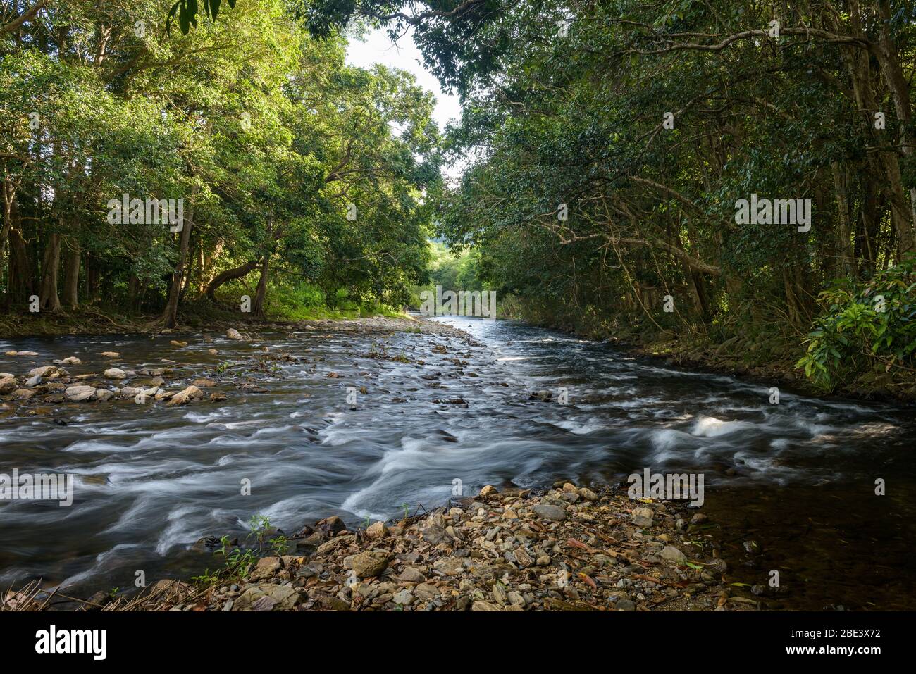 Foreground river stones separating two flowing branches of Crystal Creek flowing through the lush, tropical rainforest habitat at Redlynch in Cairns. Stock Photo