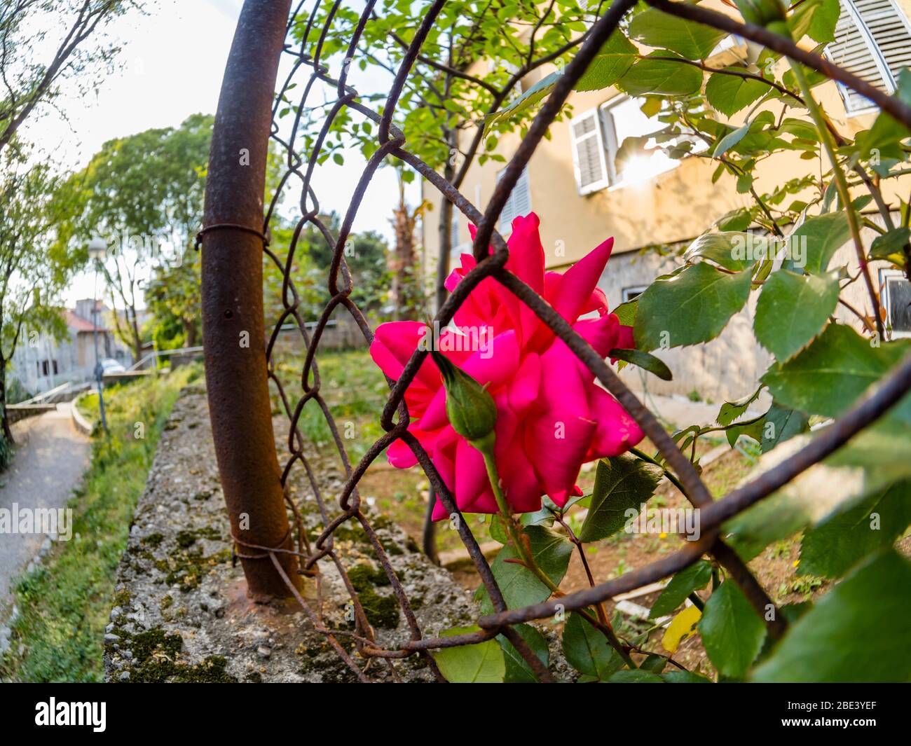Red flower looking for freedom captired kept in captivity captivated Stock Photo