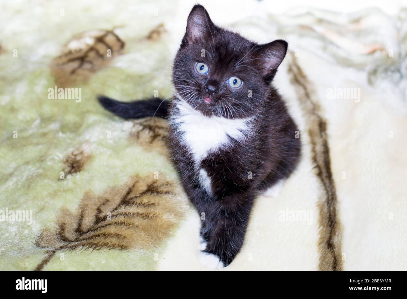 beautiful domestic cats