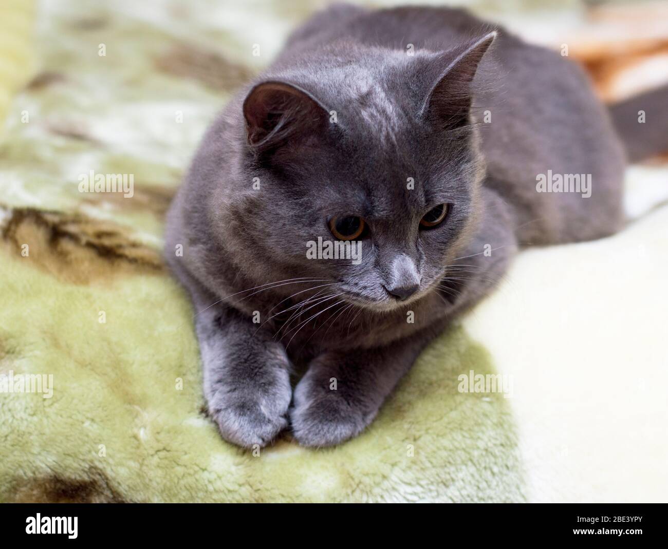 cute grey British cat lying on the sofa, pet cat theme Stock Photo - Alamy