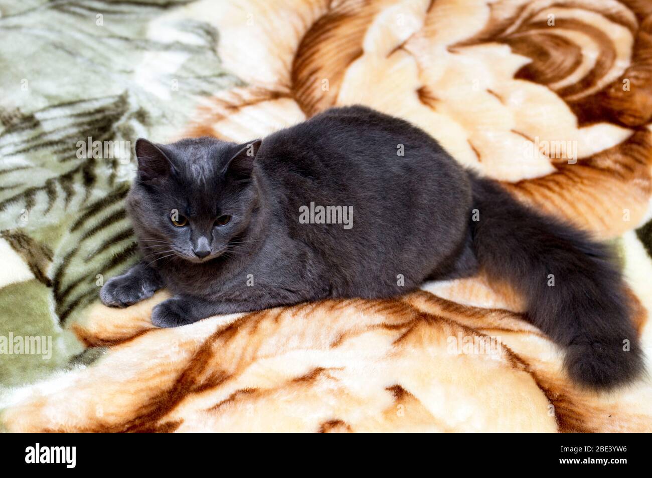 fluffy cute grey cat on the sofa, pet cat theme Stock Photo - Alamy