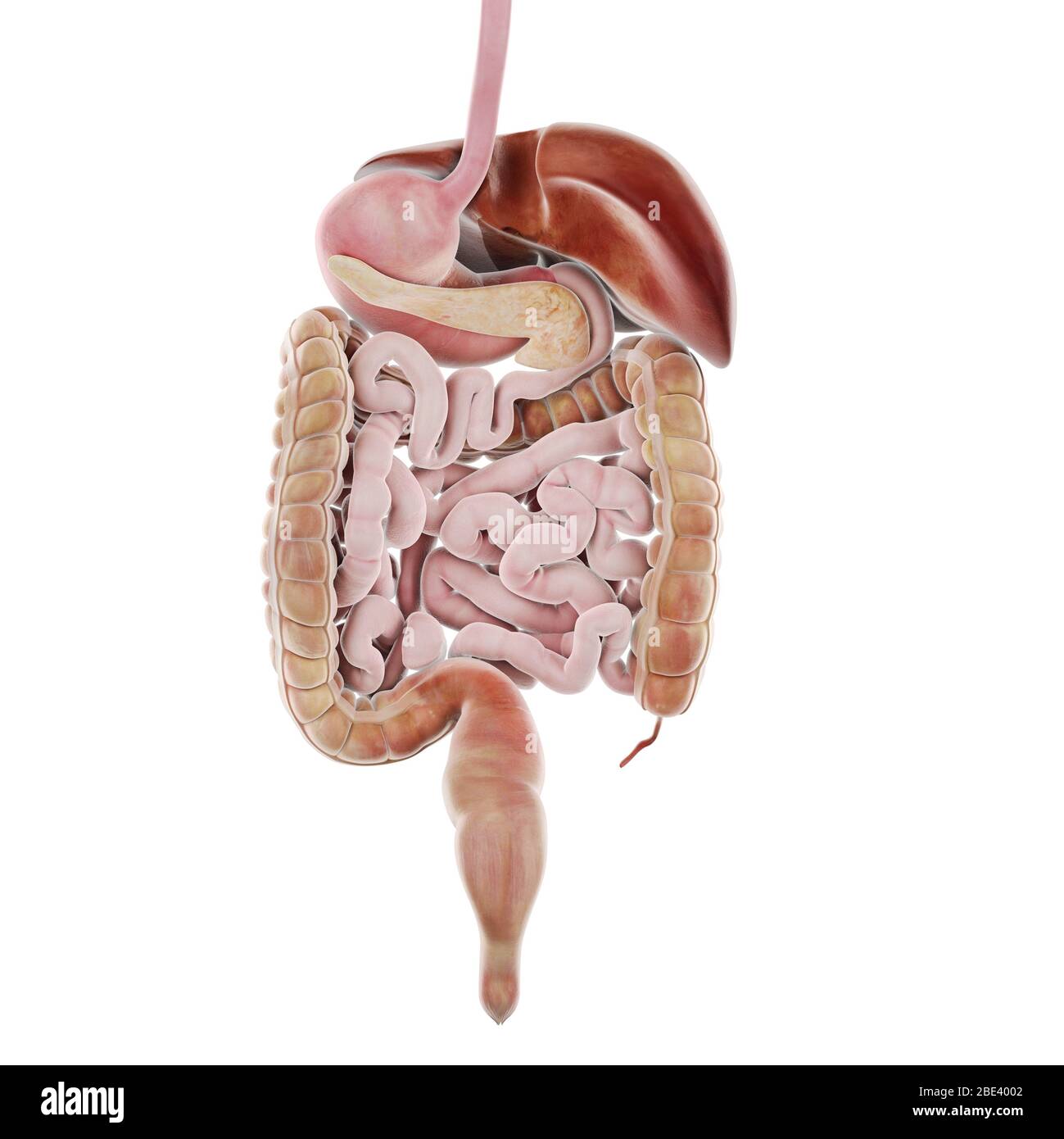 Digestive system, illustration. Stock Photo