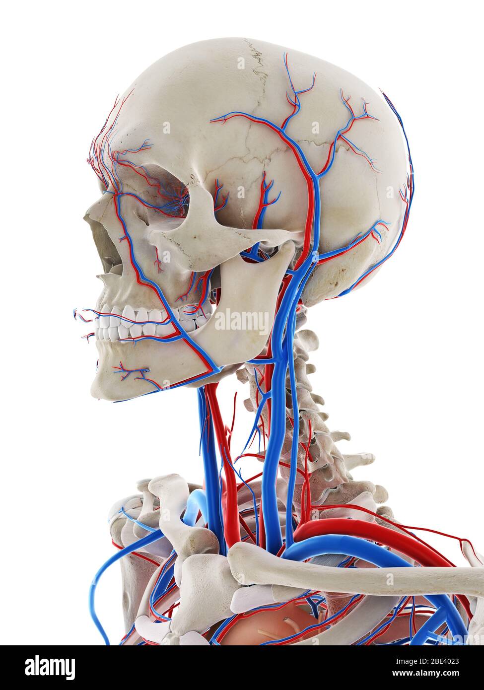 Blood vessels of the head, illustration Stock Photo Alamy
