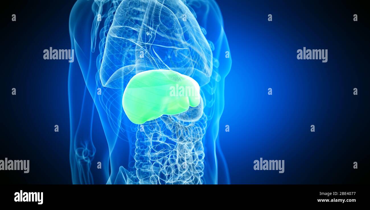 Human liver, illustration Stock Photo - Alamy