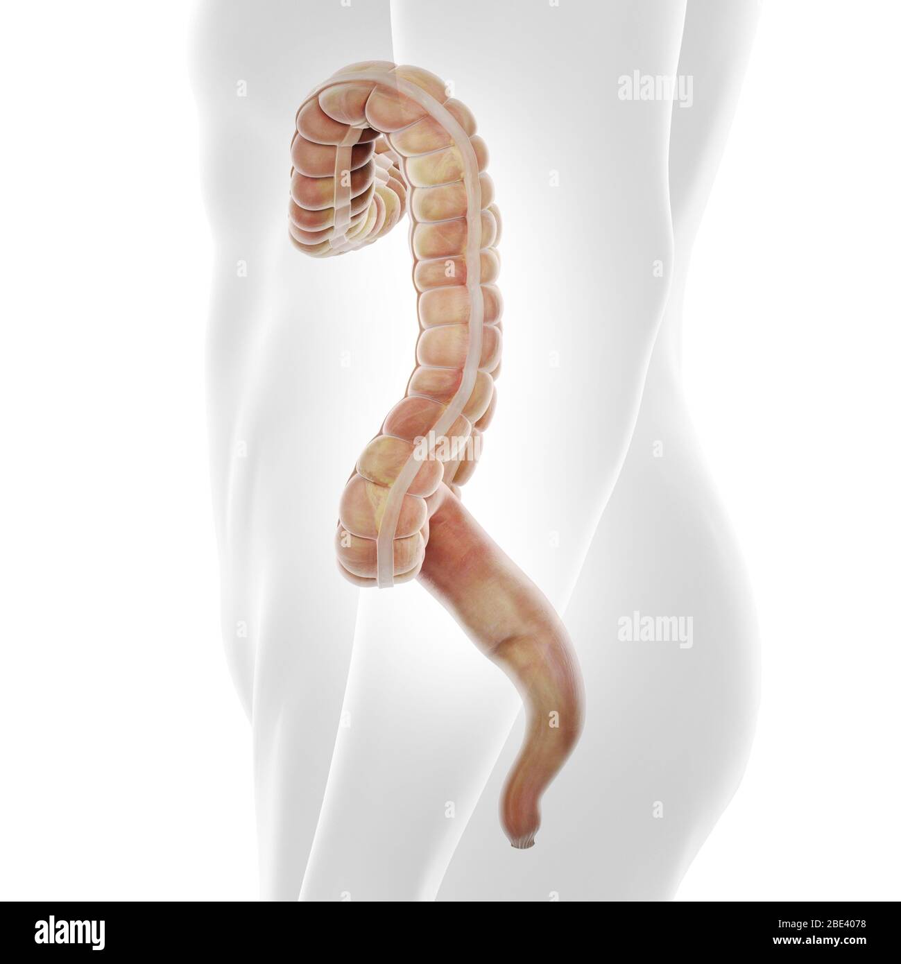 Human colon, illustration. Stock Photo