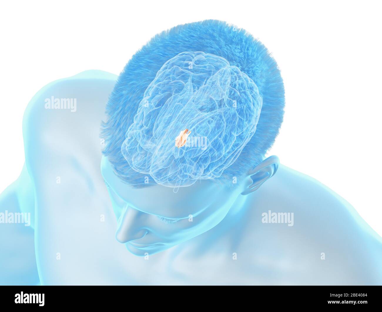 Hypothalamus of the brain, illustration. Stock Photo