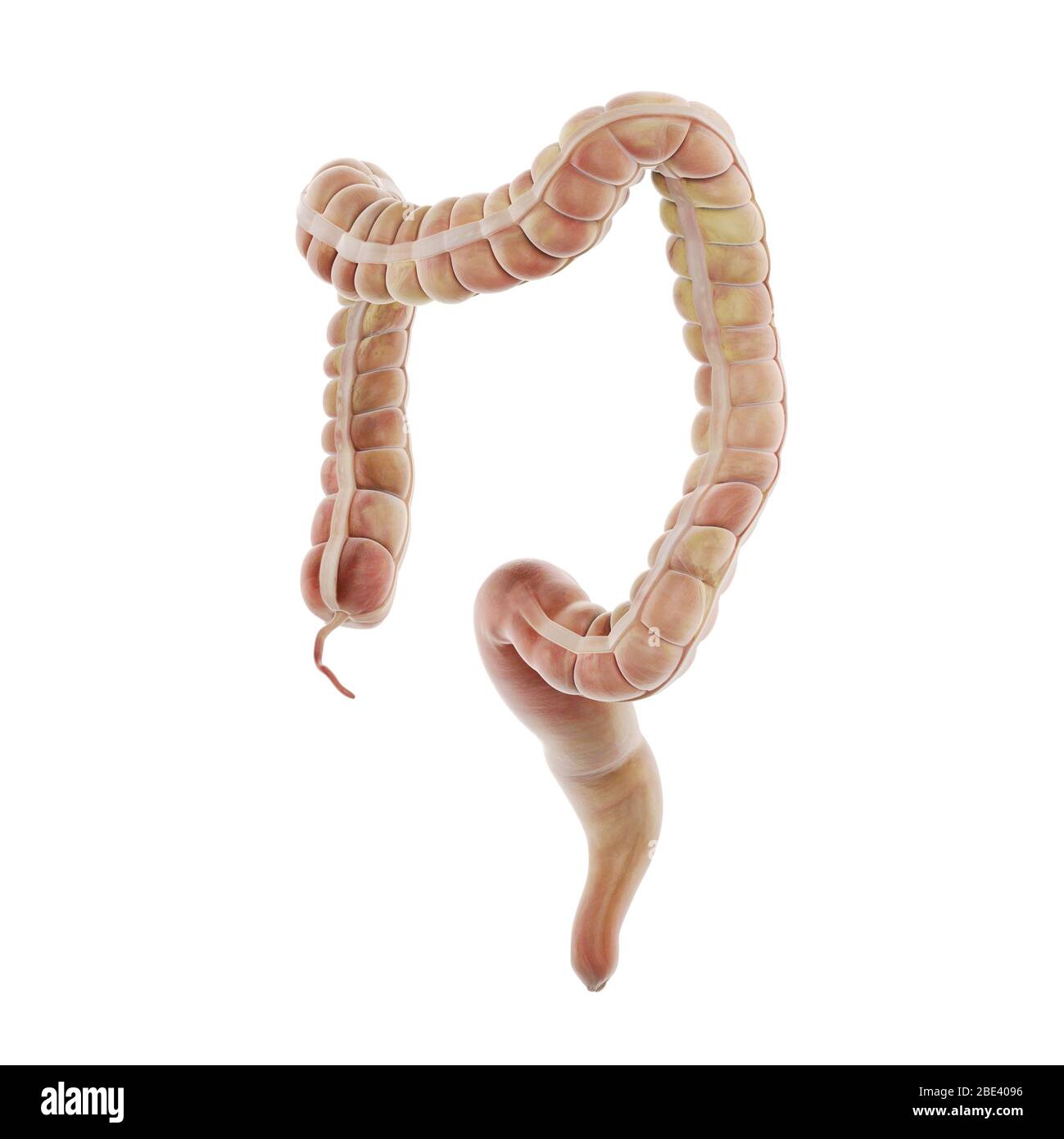 Large intestine, illustration. Stock Photo