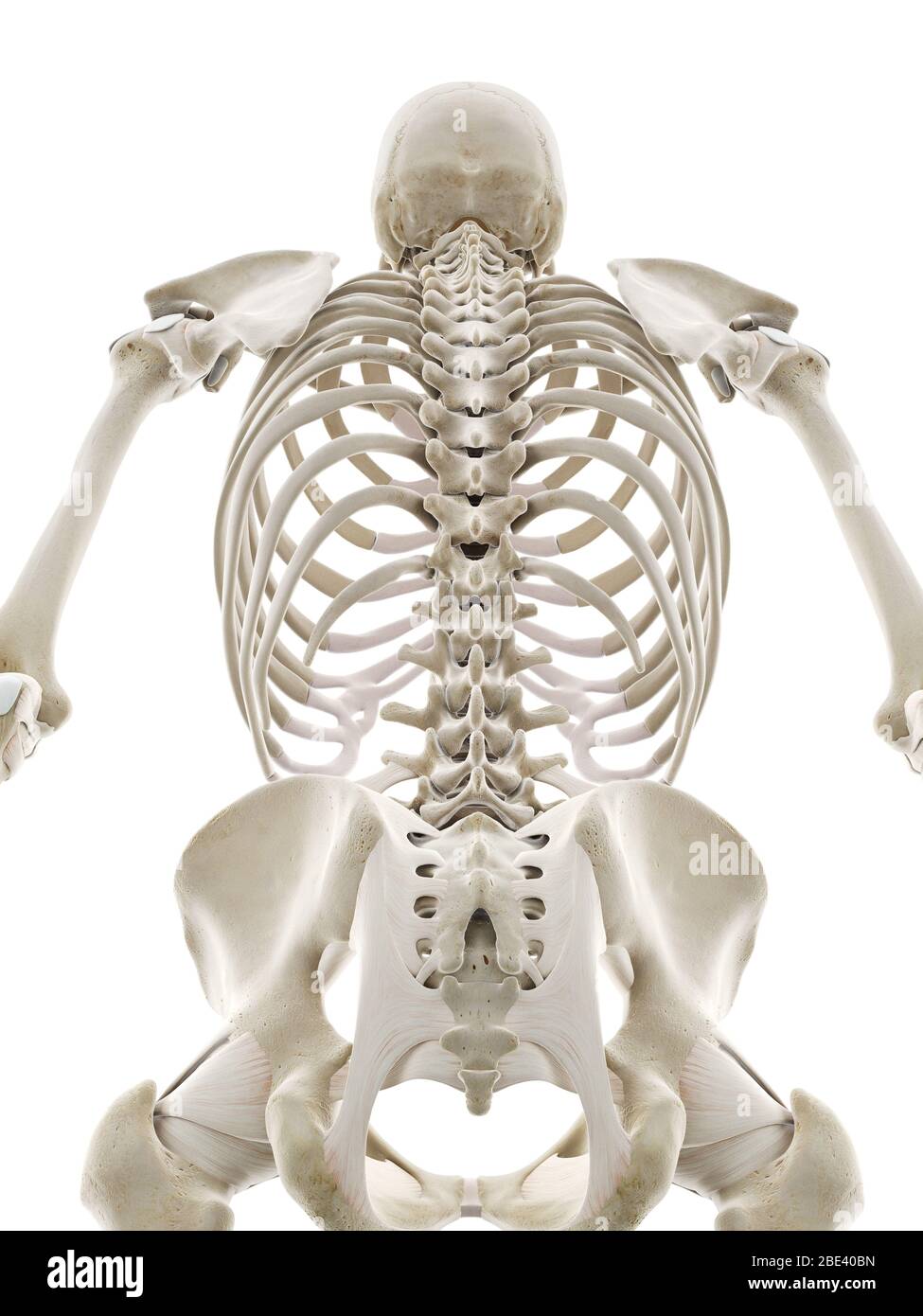 ligaments of body