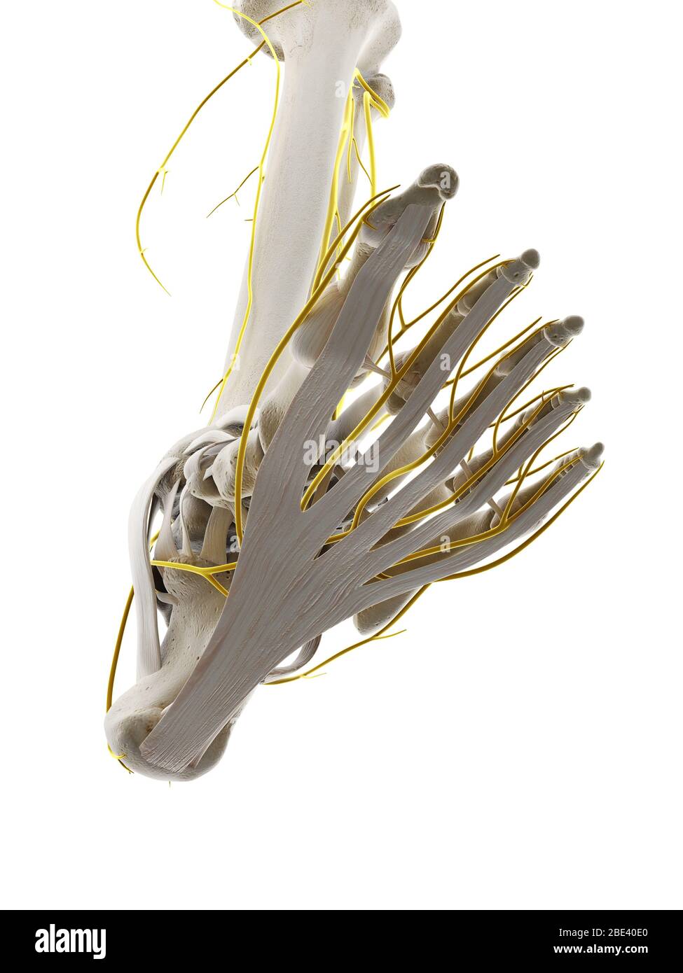 Nerves of the foot, illustration Stock Photo Alamy