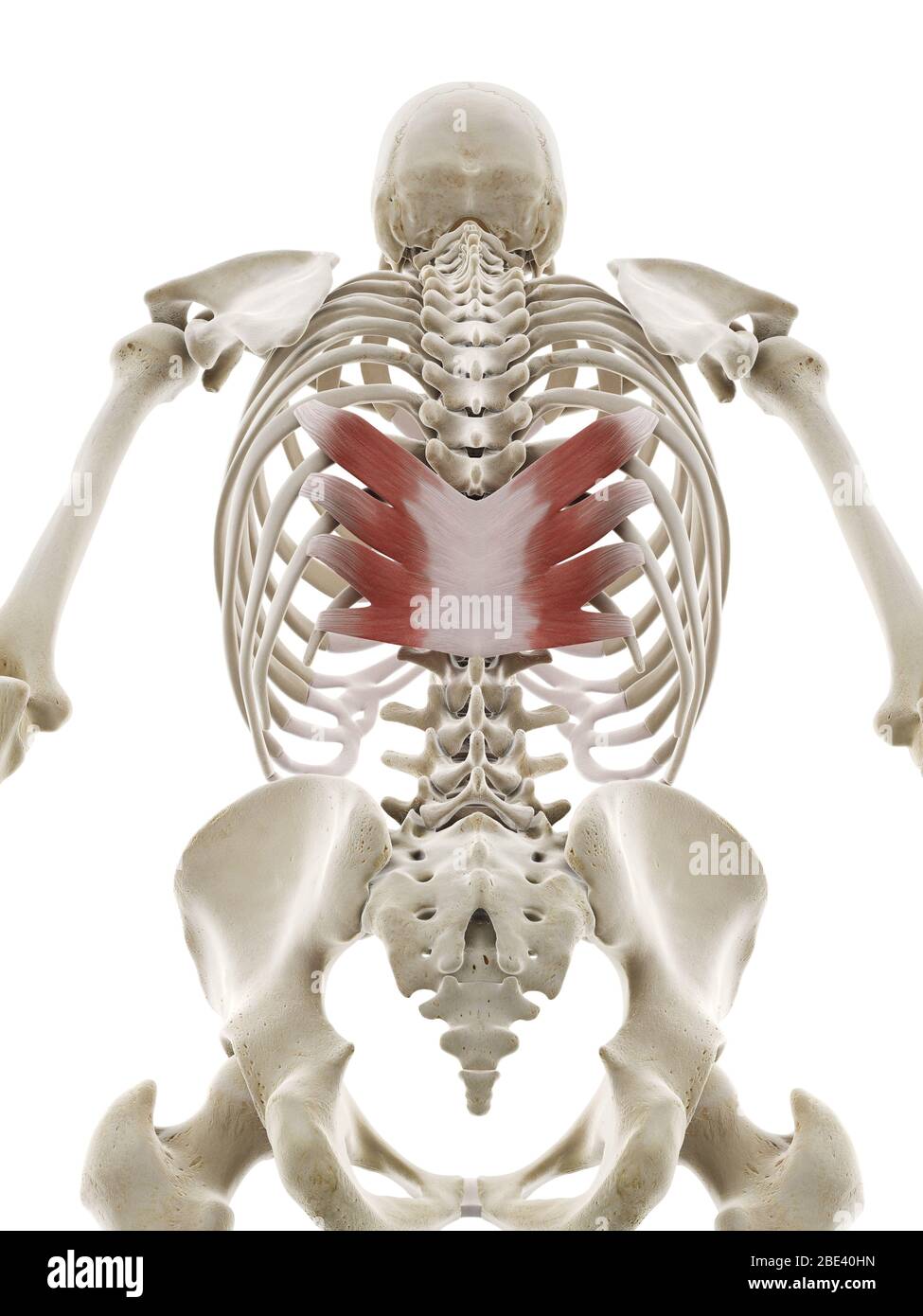 Serratus posterior inferior muscle, illustration. Stock Photo