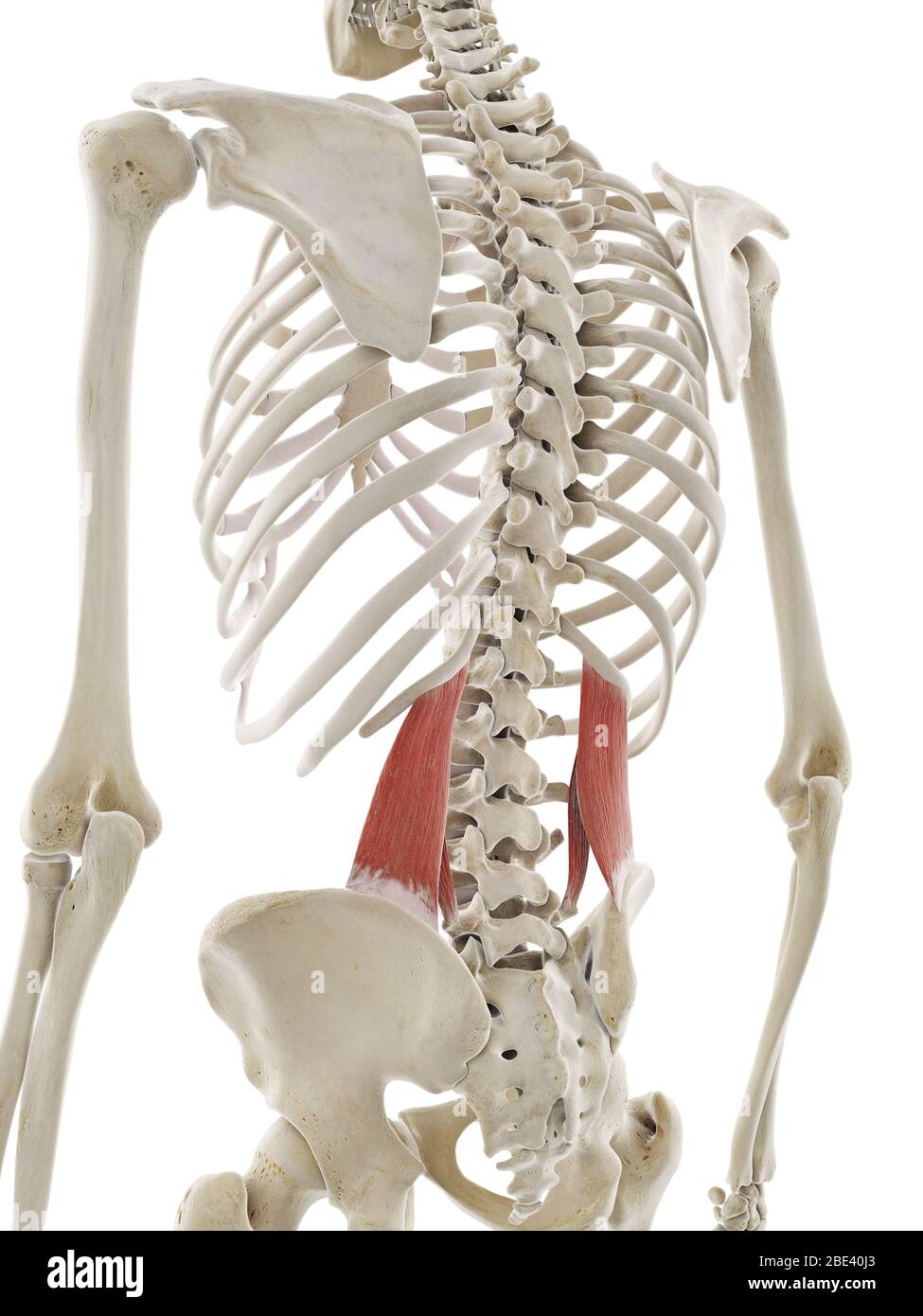 Iliopsoas Muscles And Quadratus Lumborum John The Bodyman Abdominal 