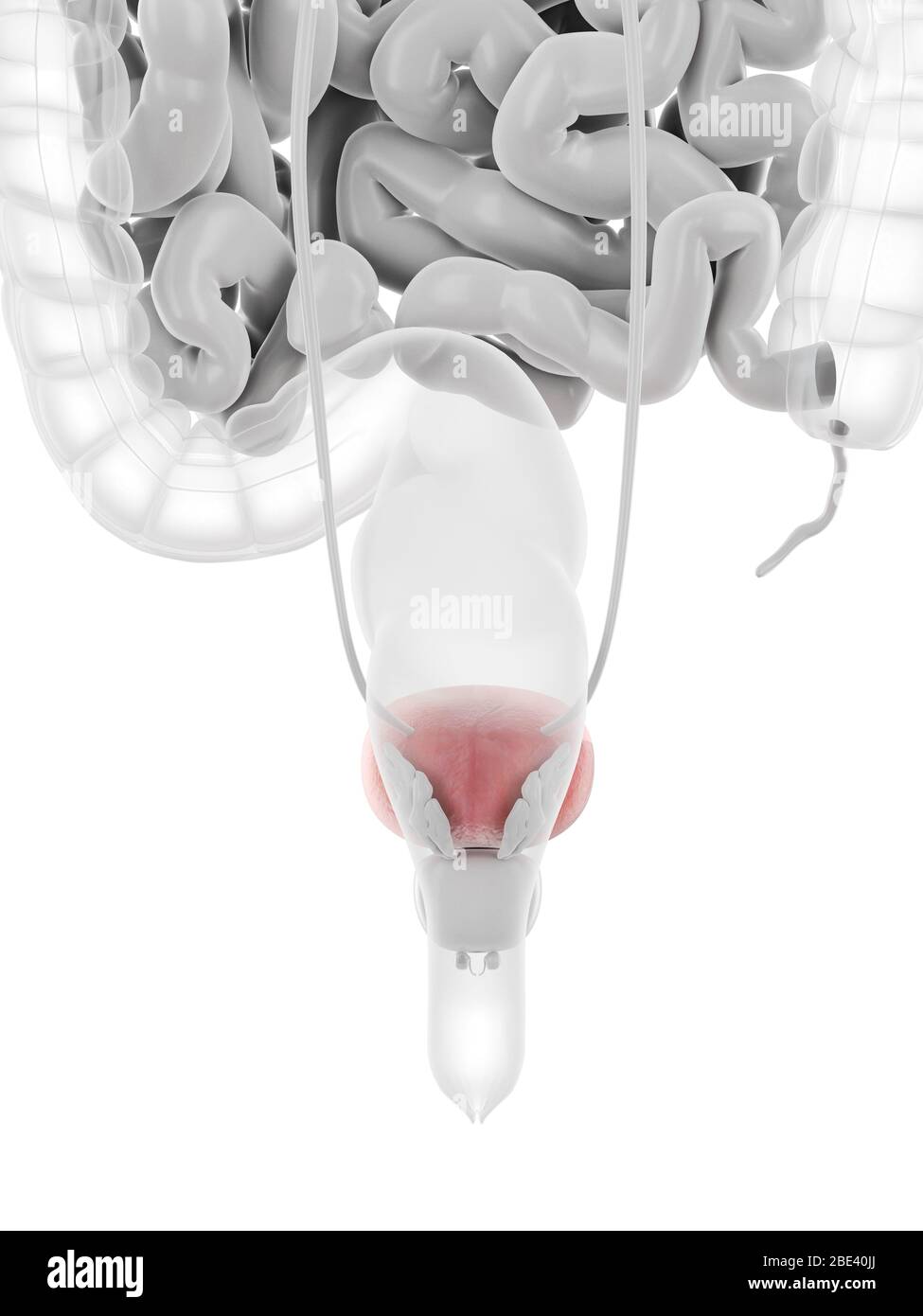 Urinary bladder, illustration Stock Photo - Alamy