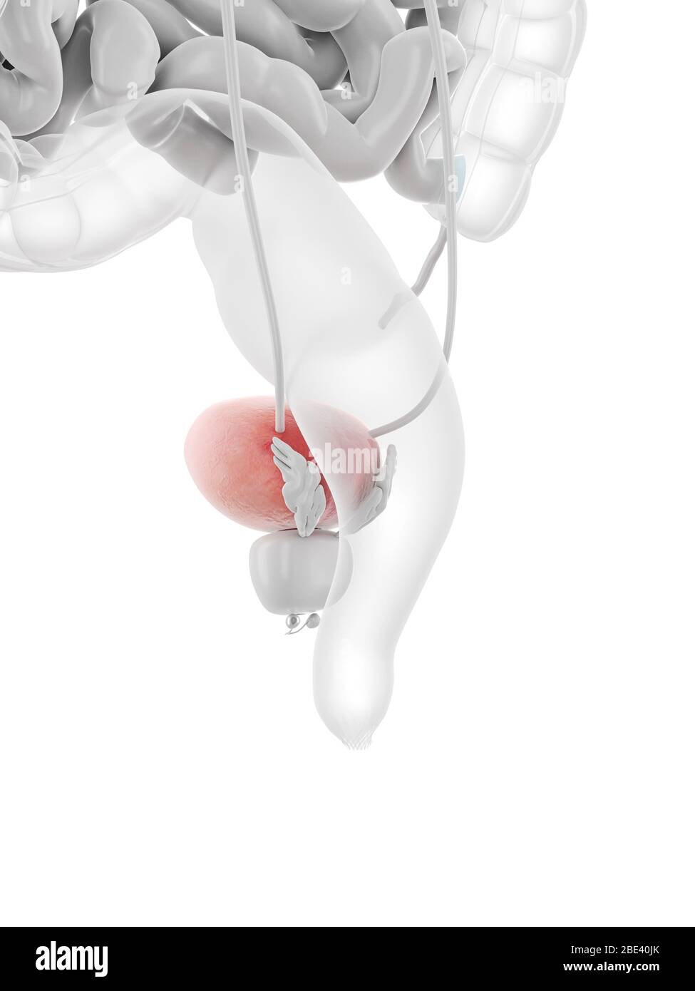 Urinary bladder, illustration Stock Photo - Alamy