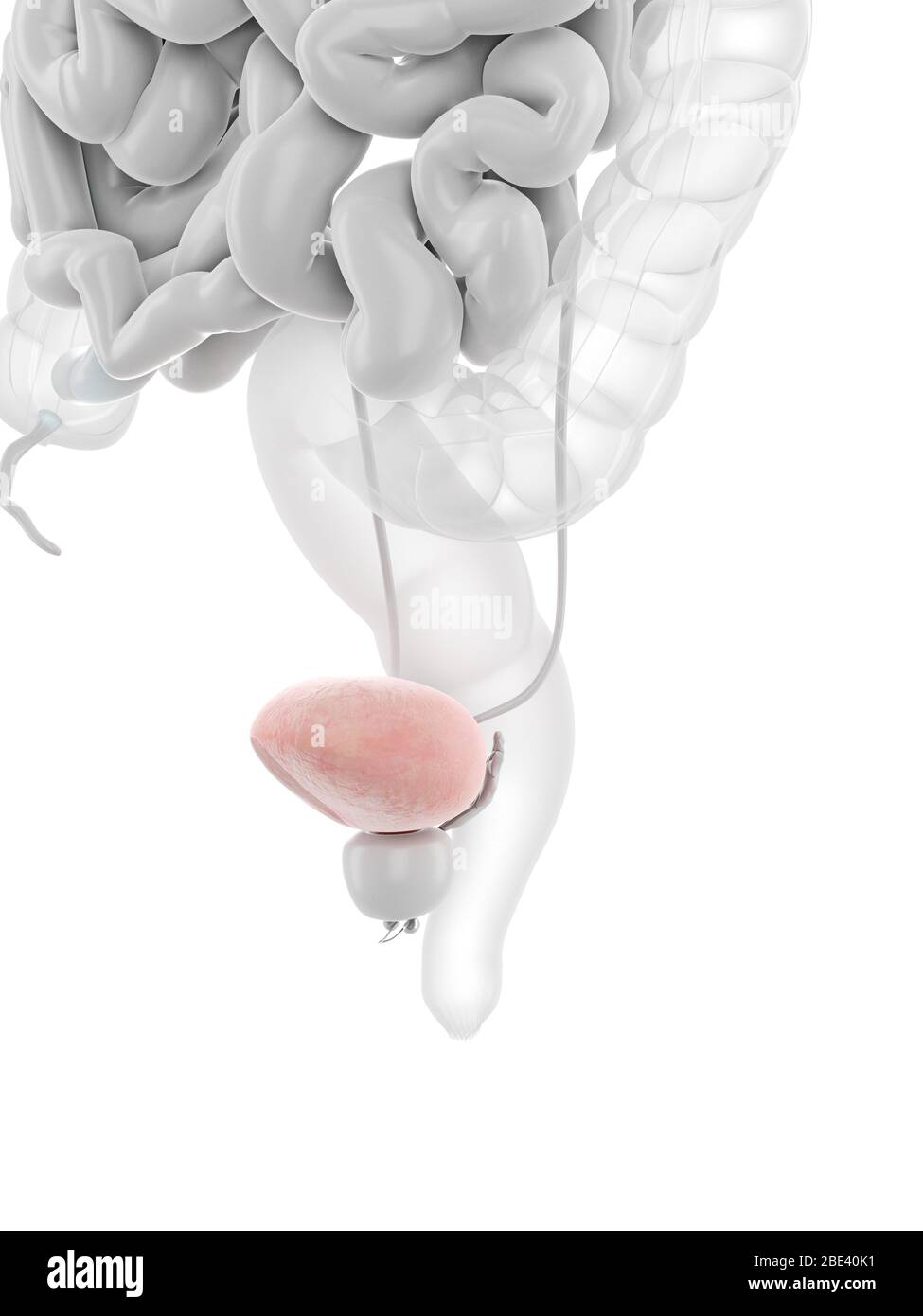 Urinary bladder, illustration Stock Photo - Alamy