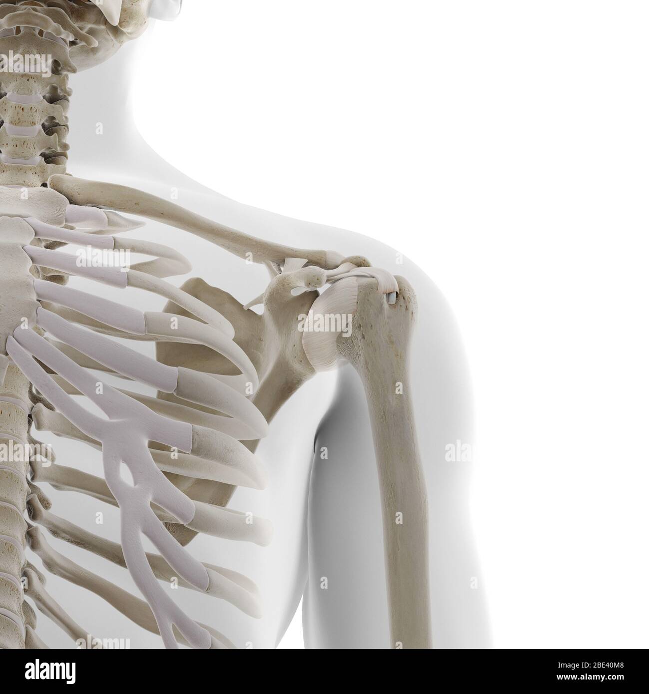 Skeletal shoulder, illustration Stock Photo - Alamy