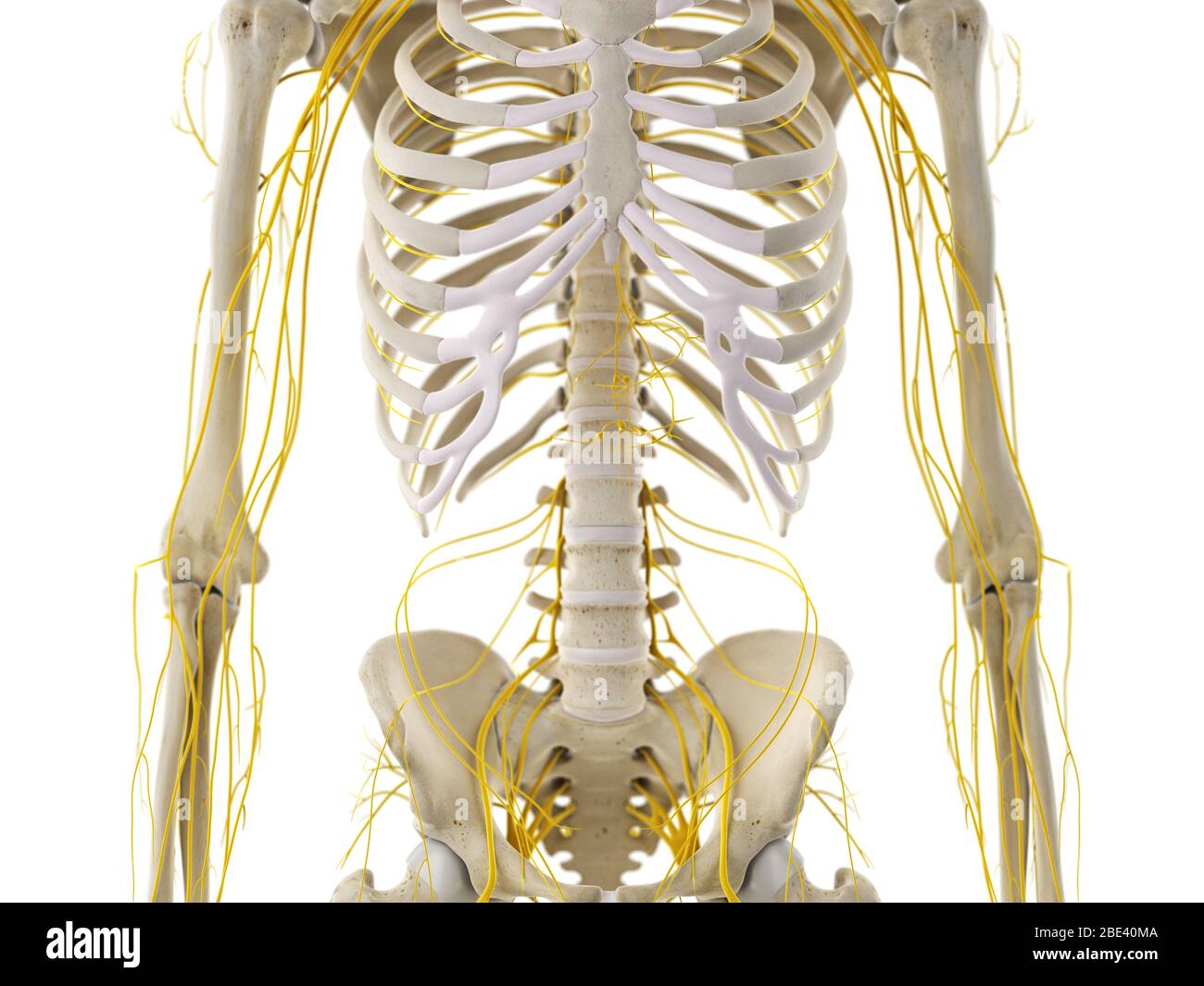 Thorax nerves, illustration. Stock Photo