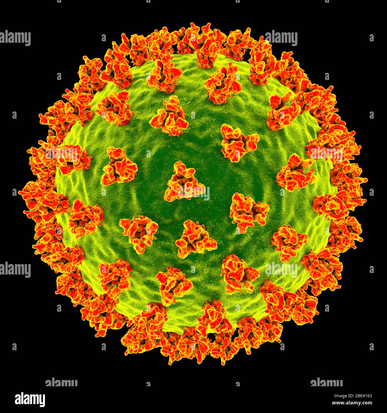 Covid-19 coronavirus particles, illustration. The SARS-CoV-2 coronavirus was first identified in Wuhan, China, in December 2019. It is an enveloped RNA (ribonucleic acid) virus. Within the membrane are spike proteins (large protrusions) as well as membrane proteins and envelope proteins. SARS-CoV-2 causes the respiratory infection Covid-19, which can lead to fatal pneumonia. As of March 2020, the virus has spread to many countries worldwide and has been declared a pandemic. Hundreds of thousands have been infected with tens of thousands of deaths. Stock Photo