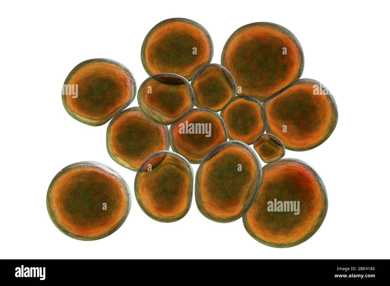 Ureaplasma urealyticum bacteria, computer illustration. U. urealyticum ...