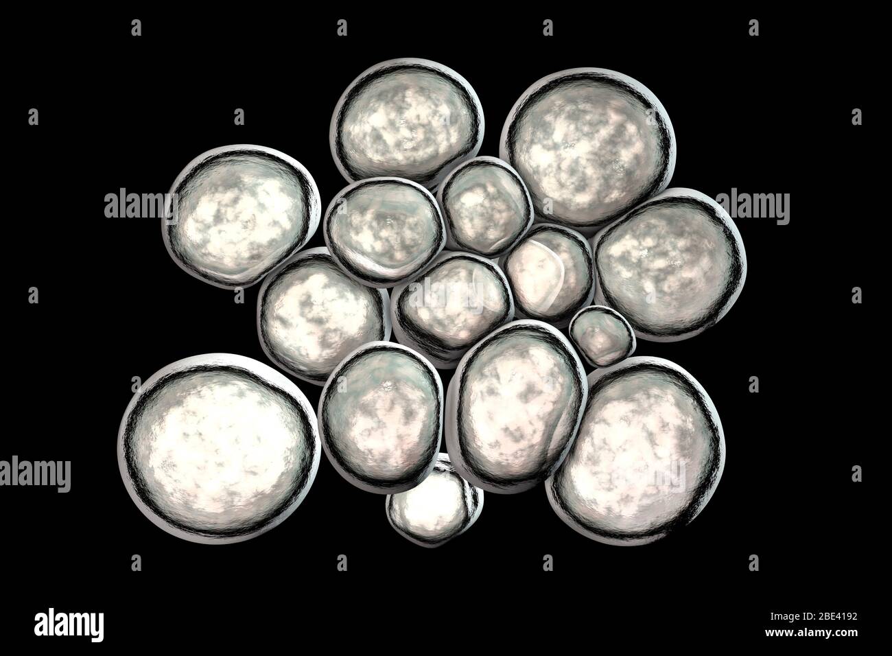 Ureaplasma