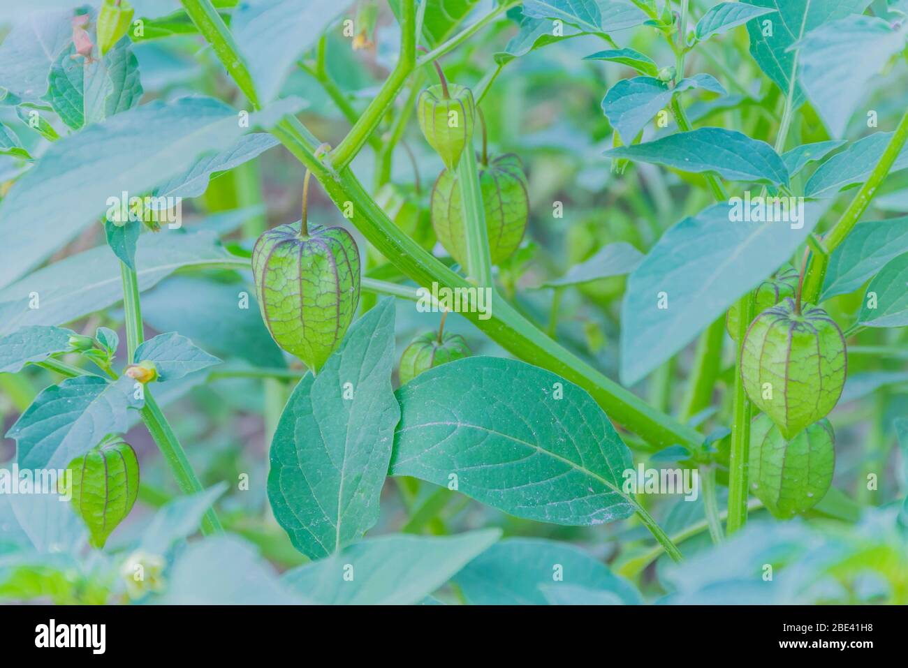Local Cape Gooseberry,Ground cherries,Inca berry, Golden strawberry