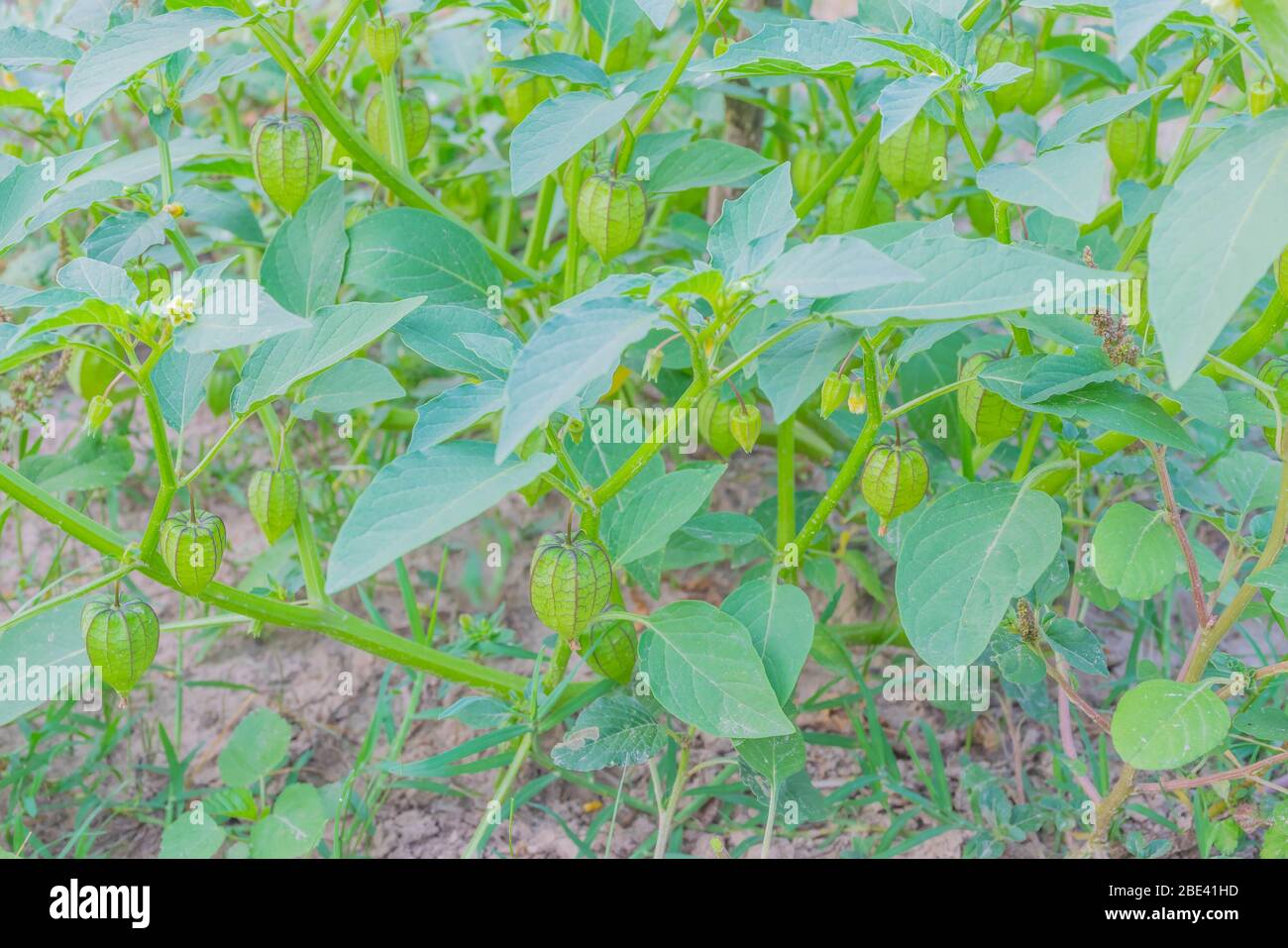 Local Cape Gooseberry,Ground cherries,Inca berry, Golden strawberry