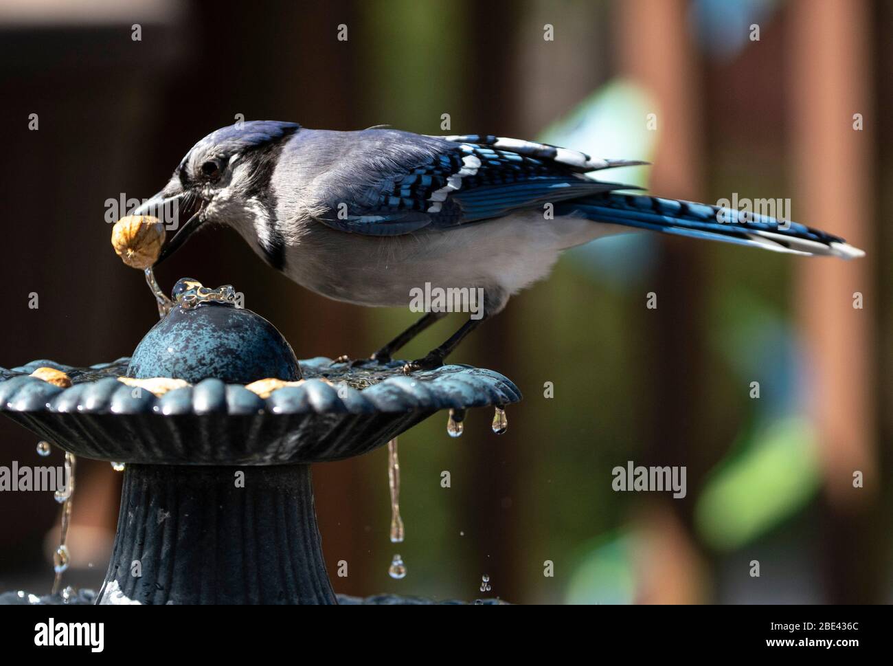 Feeding on the fouuntain Stock Photo