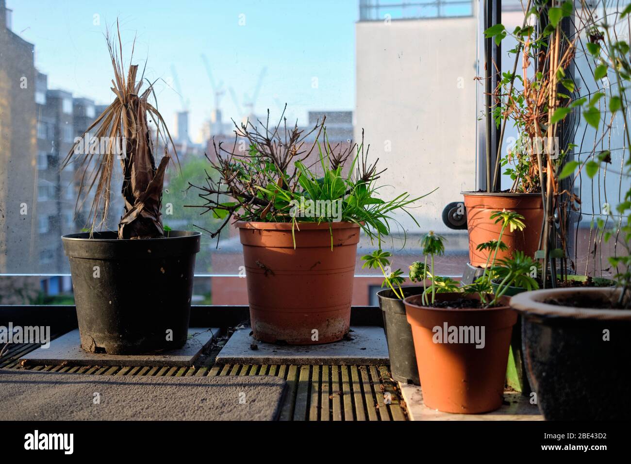 Dying Plant Pot High Resolution Stock Photography and Images Alamy