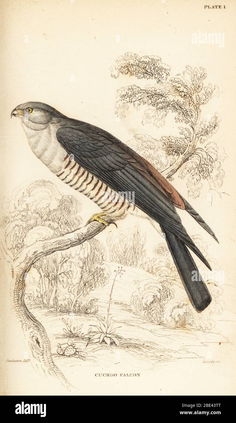 African cuckoo-hawk or cuckoo falcon, Aviceda cuculoides. Handcoloured steel engraving by William Lizars after an illustration by William John Swainson from his Birds of Western Africa in Sir William Jardine’s Naturalist’s Library: Ornithology, Lizars, Edinburgh, 1837. Stock Photo